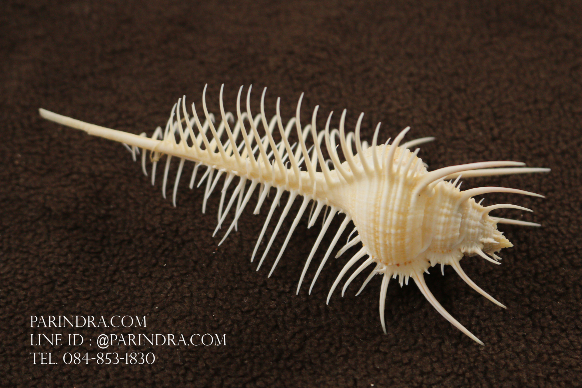 หอยสังข์หวี หอยสังข์หนาม (Murex pecten) ขนาด 5 นิ้ว #MUREX007