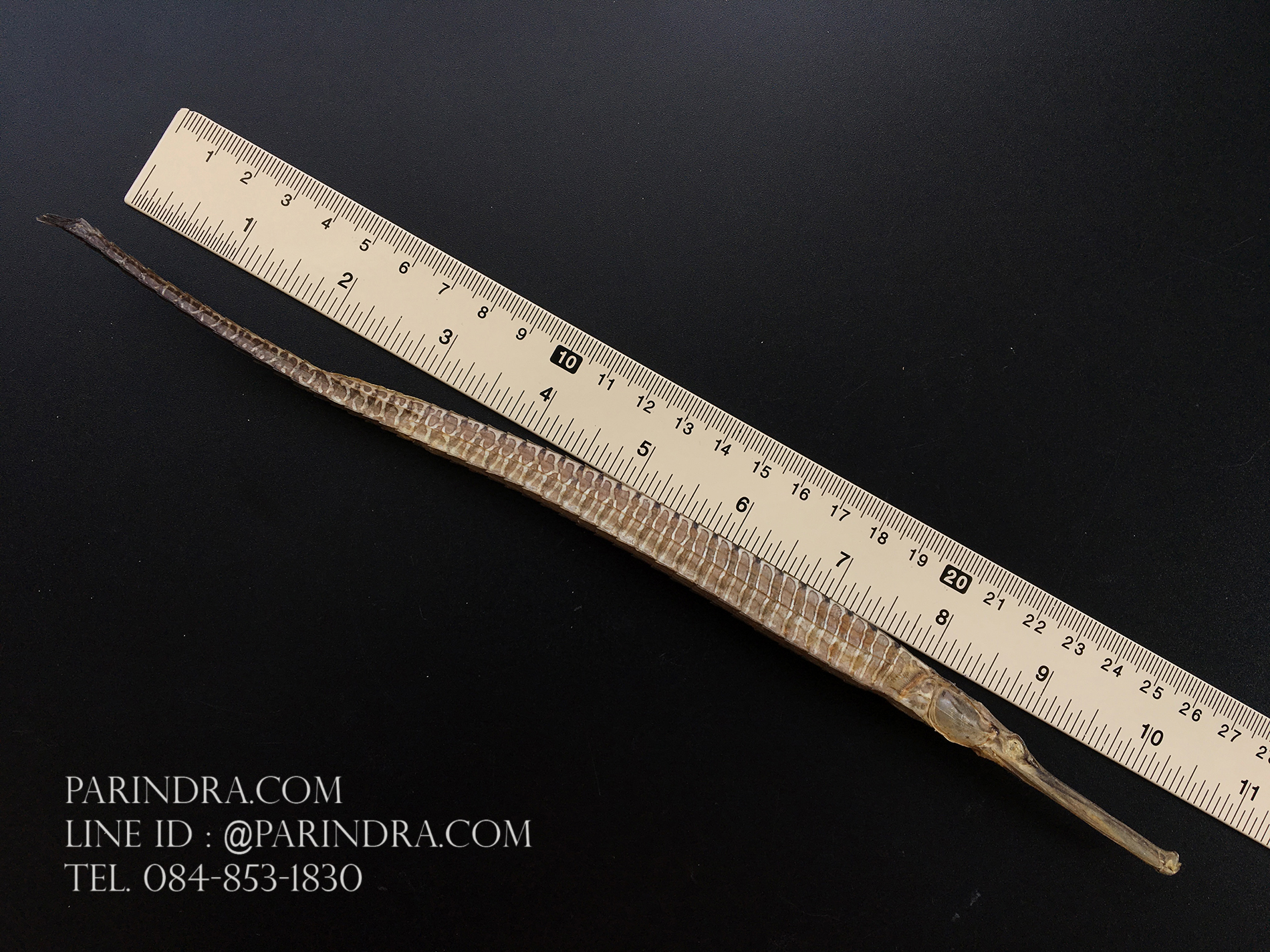 ปลาจิ้มฟันจรเข้ตากแห้งสนิท #FPF001