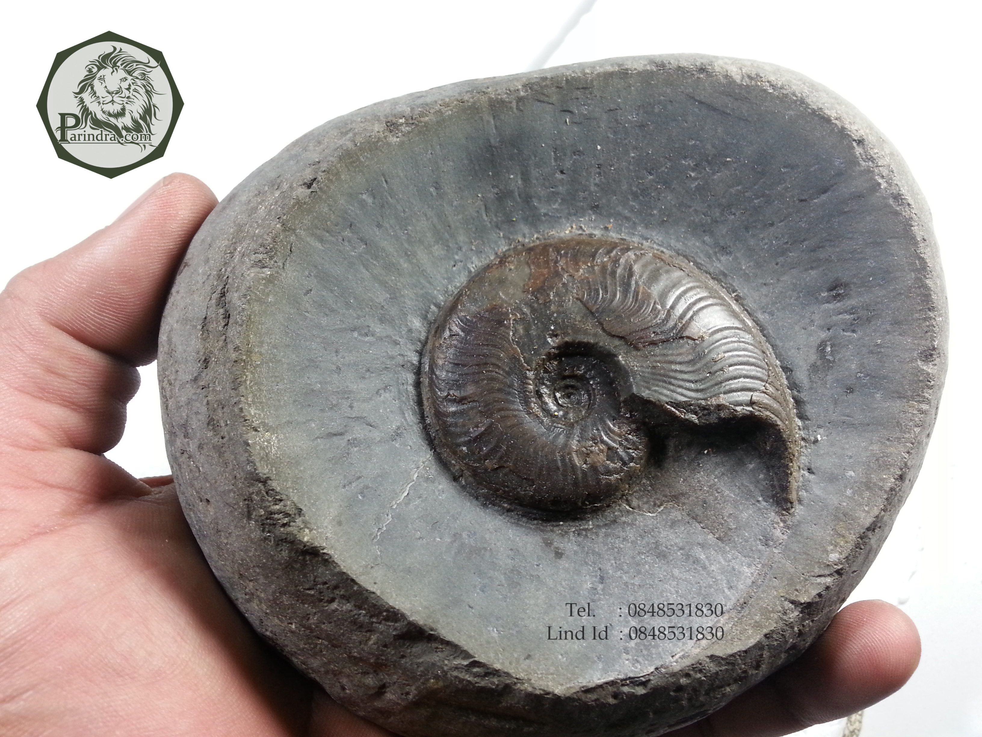 ฟอสซิลหอย Ammonite ใน Matrix หายาก (Eleganticeras elegantulum) Yorkshire UK ประเทศอังกฤษ #AM017