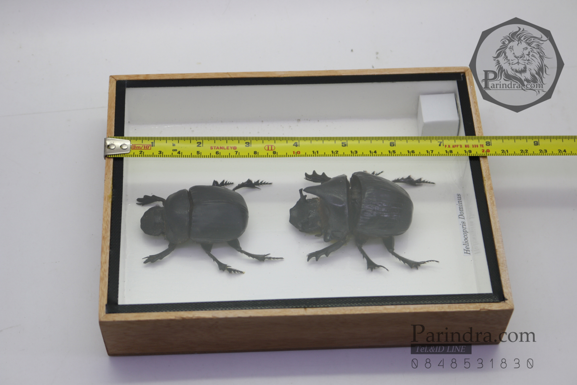 แมลงกุดจี่ยักษ์ ตัวใหญ่มาก แบบคู่ (Heliocopris dominus) ในกรอบไม้น้ำตาล สำหรับตั้งโชว์ ขนาด 6x8 นิ้ว