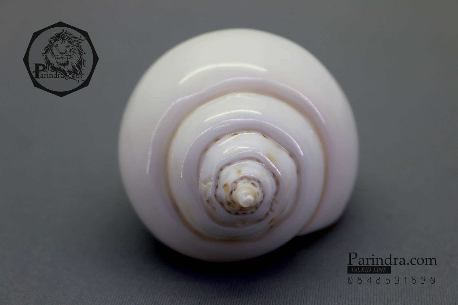 ขายหอยสังข์อินเดีย หอยสังข์เป่า หอยสังข์รดน้ำ (Turbinella pyrum) ขนาด 4.5 นิ้ว #TUP000