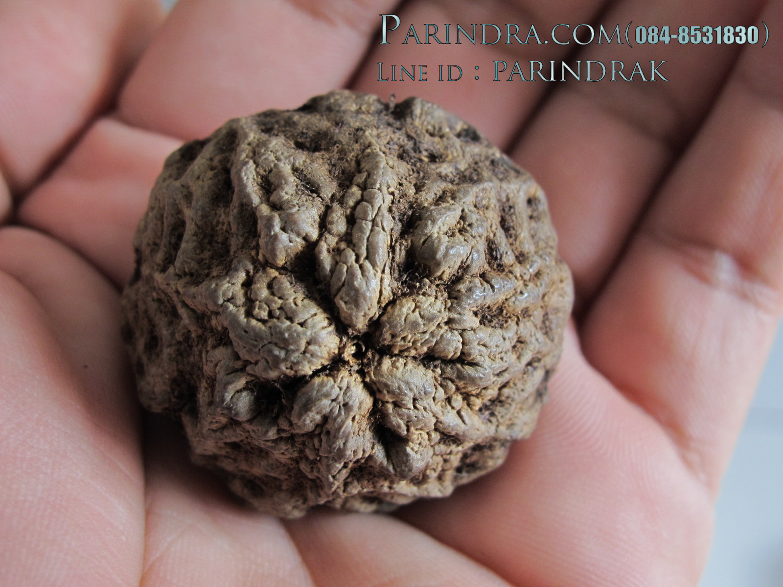 ลูกว่านพระเจ้า 5 พระองค์