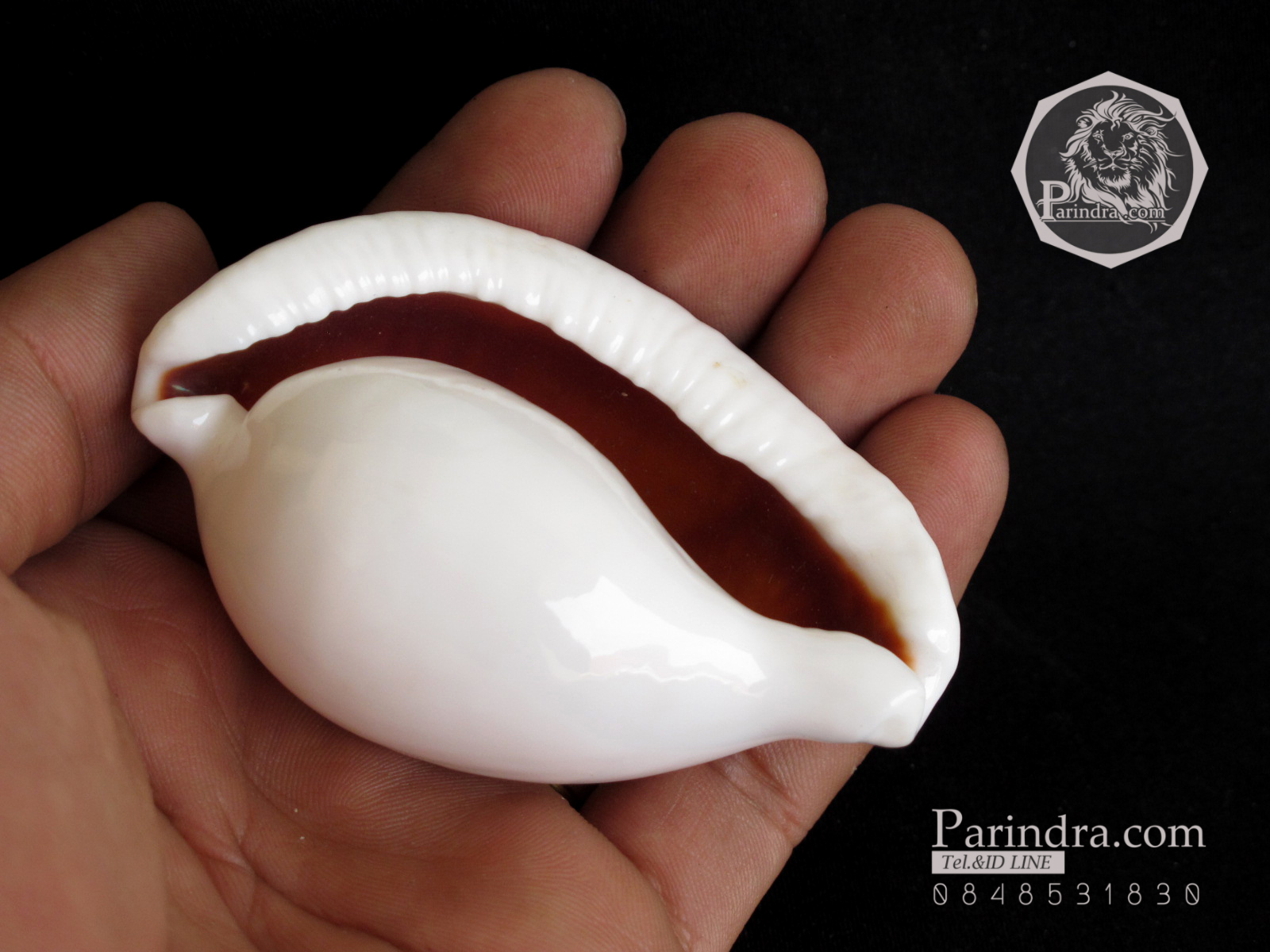 ขายเปลือกหอยเบี้ยไข่ หอยไข่ หอยเบี้ยไข่ หอยเบี้ยแม่ชี Eeg Cowry (Ovula ovum) ขนาดประมาณ 70 มม.