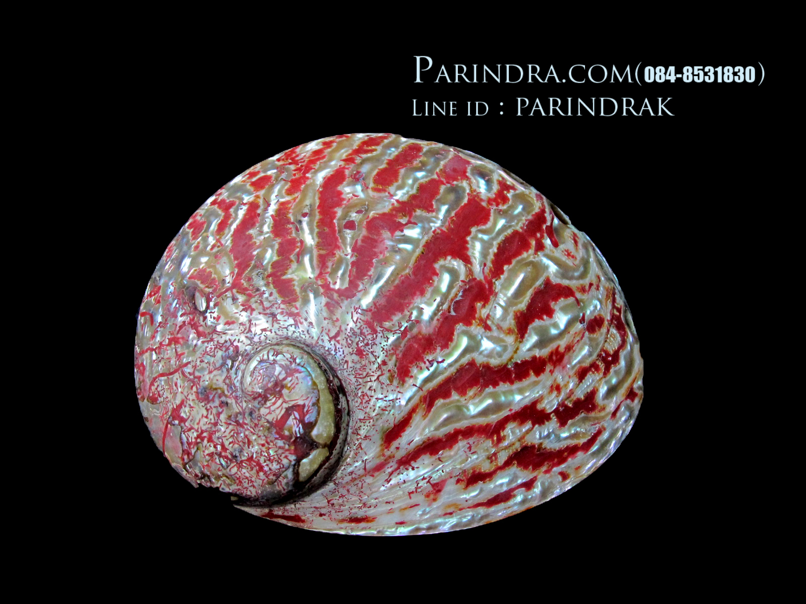 เปลือกหอยเป๋าฮื้อ(Abalone)ขัดและเคลือบเรซิ่นแดง 003
