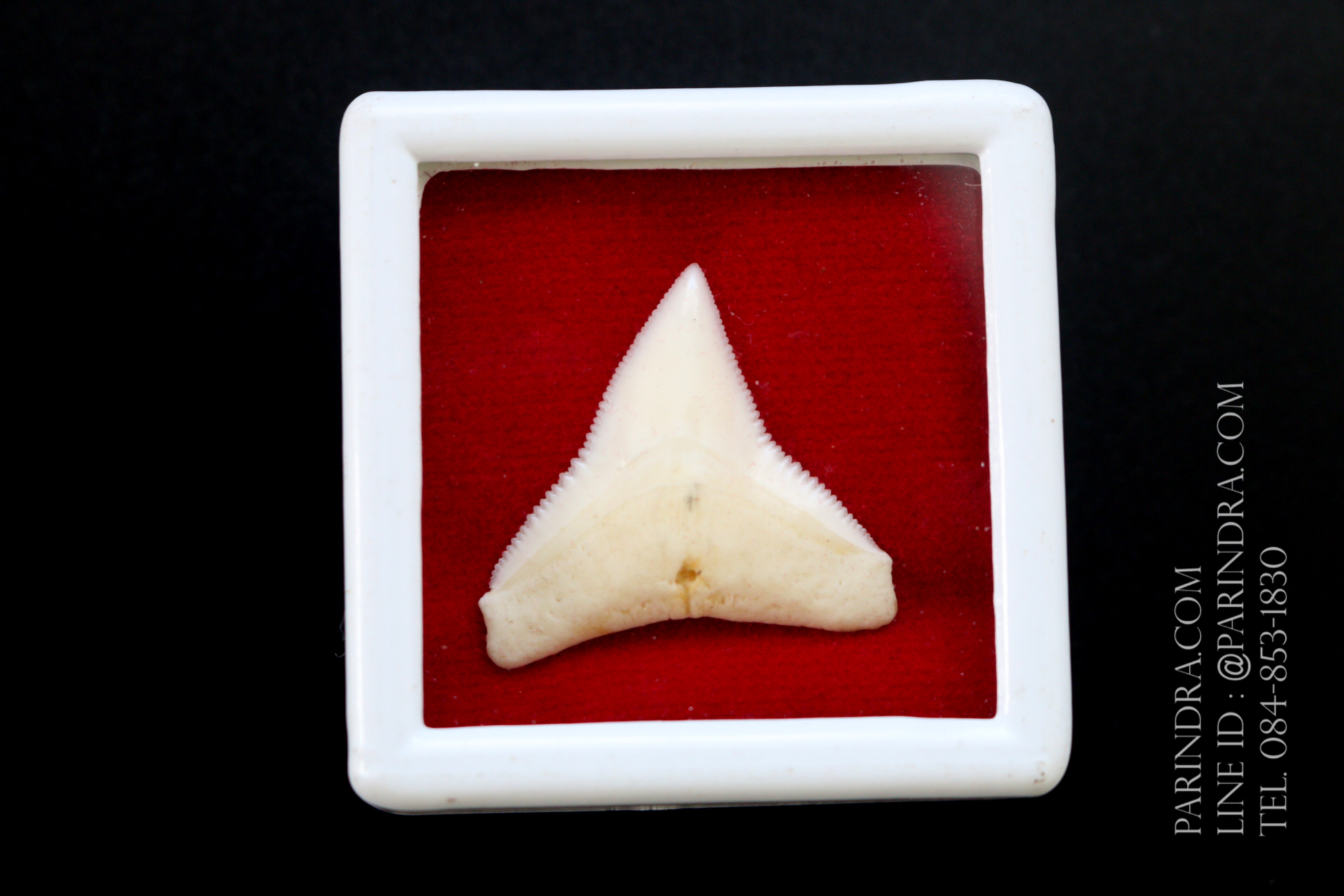 ซี่ฟันปลาฉลามขาวแท้ Shark Tooth ขนาดประมาณ 2.5 cm. ST006