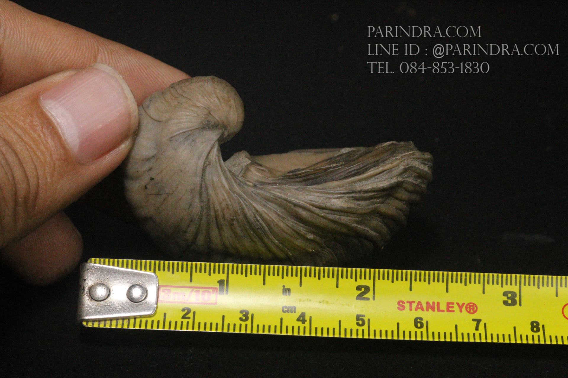 ฟอสซิลหอยนางรมโบราณ ชนิด Gryphaea arcuata จาก England #GRY001