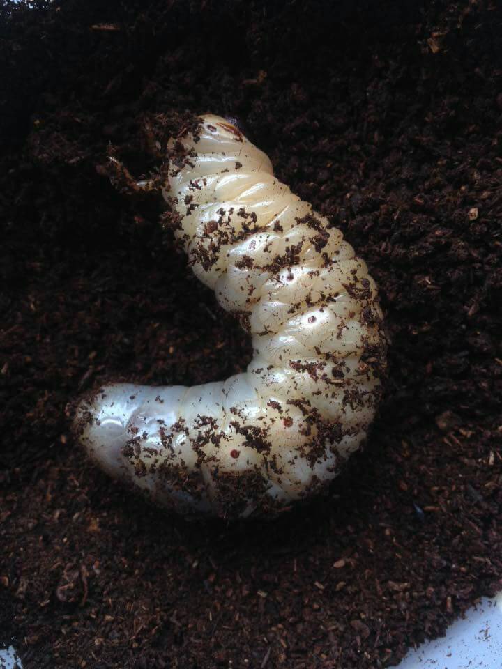 ขายตัวอ่อนหนอนด้วงมูดำ 1 คู่ (Trypoxylus dichotomus septentrionalis) ระยะ L3 จัดส่งไปรษณีย์ทั่วไทยครับ