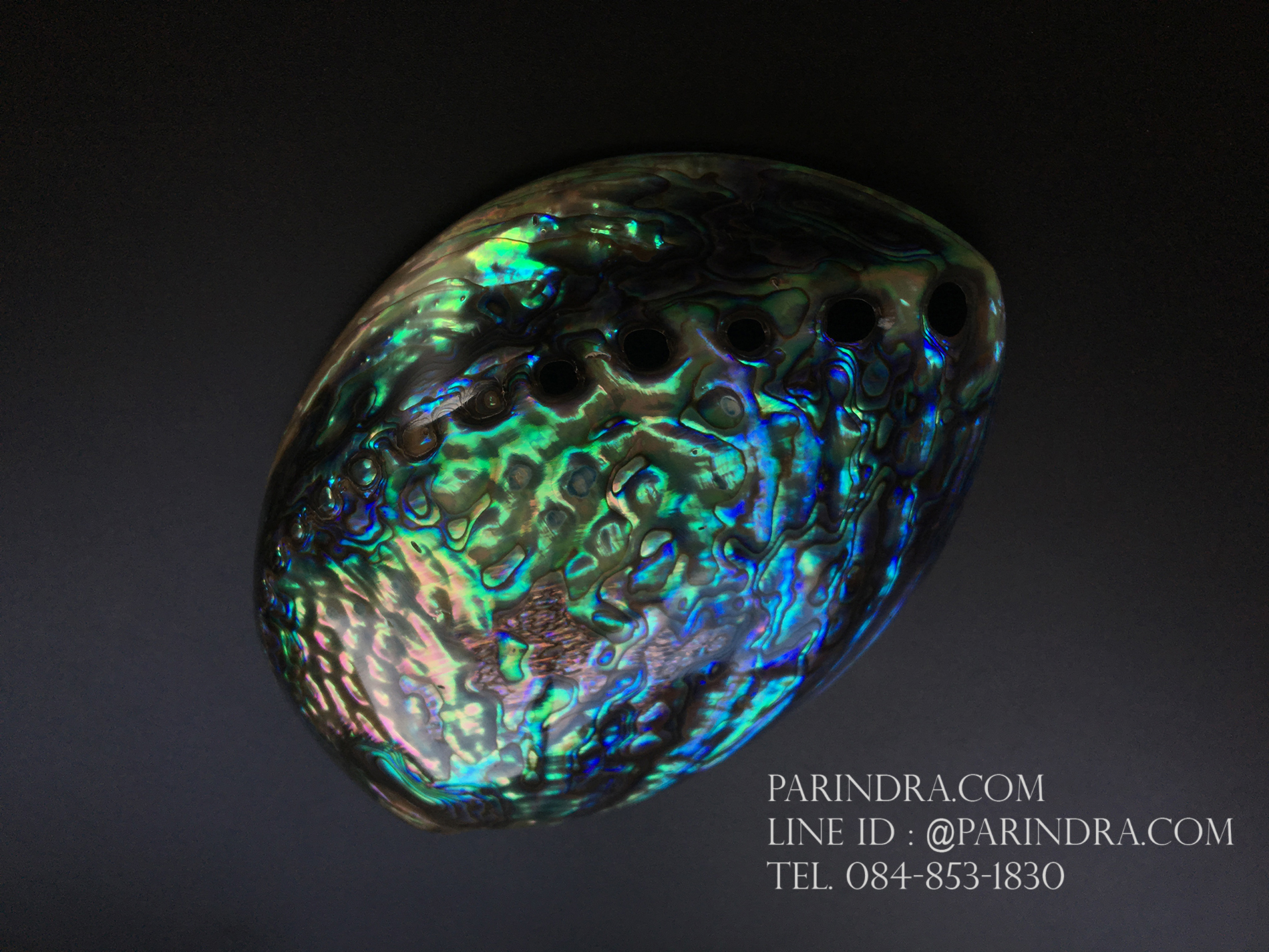 เปลือกหอยเป๋าฮื้อแท้ (Abalone) นิวซีแลนด์ ขัด สีปีกแมลงทับ #HA006