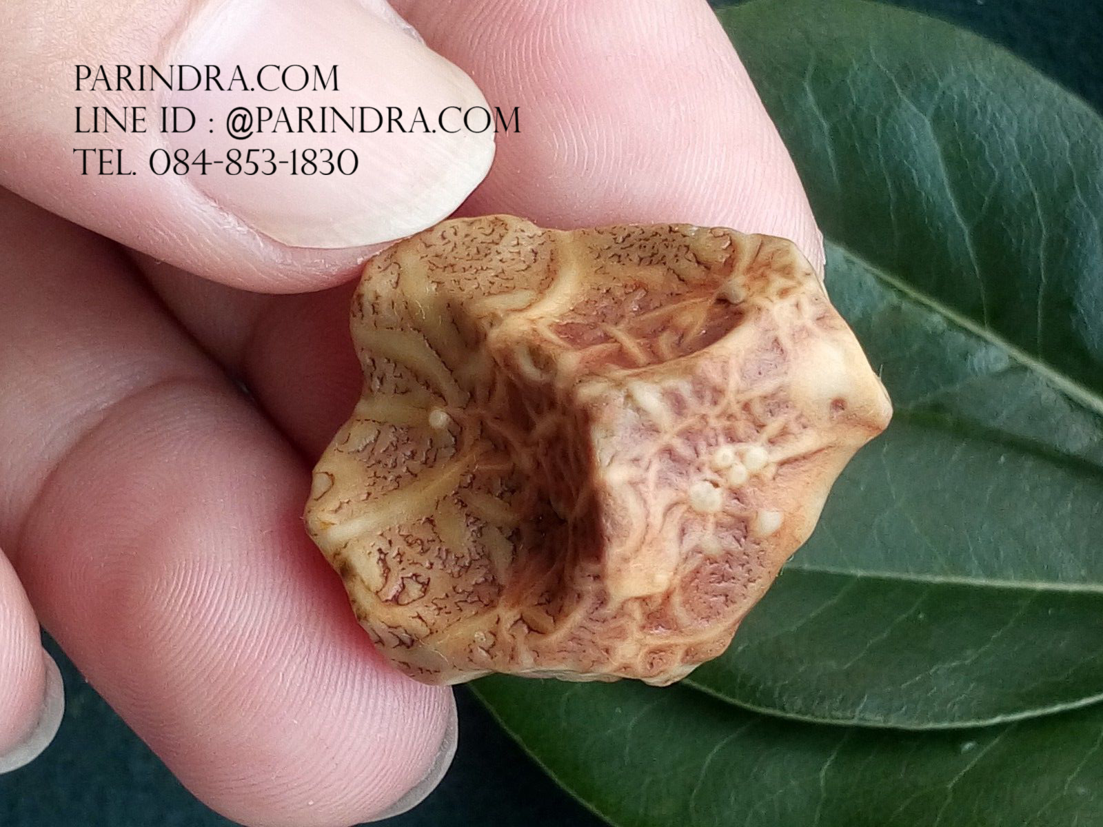 หินรูปทรงประหลาดจากทะเลทรายโกบี GOBI Fish Roe Stone #GOBI008