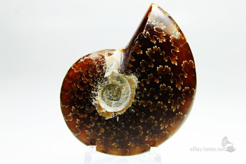 ฟอสซิลหอย Ammonite (Cleoniceras besairiei) S2
