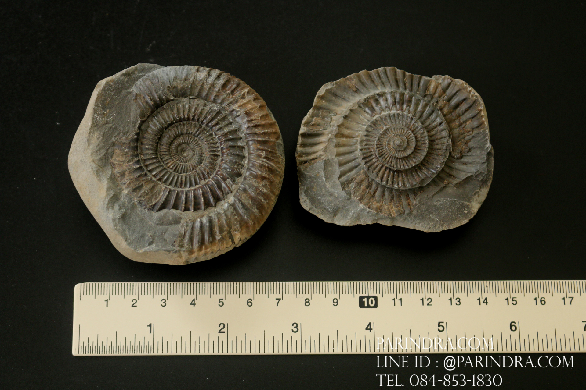ฟอสซิล แอมโมไนต์ Ammonite Dactylioceras commune Whitby UK #AM039