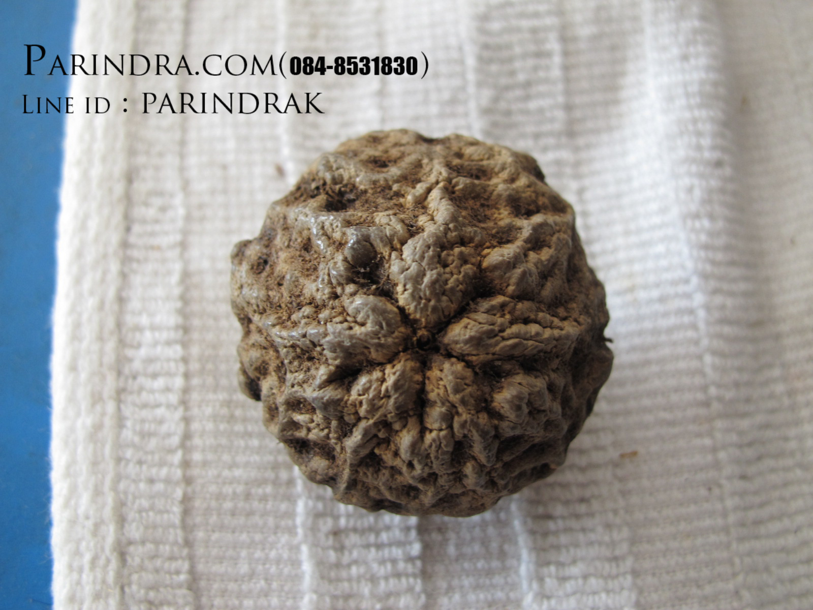 ลูกว่านพระเจ้า 5 พระองค์