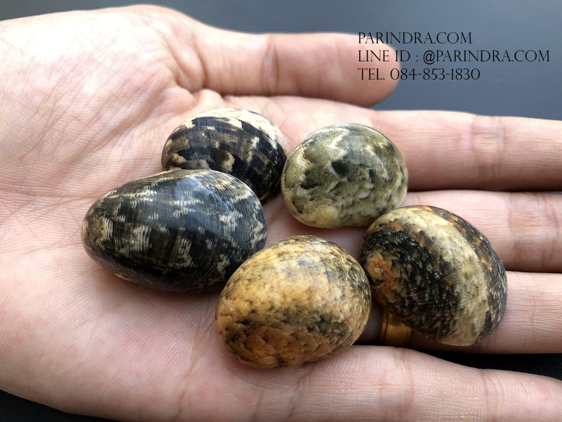 เซ็ตเปลือกหอยน้ำพริก หอยนกหวีด Nerita sp. เป่ามีเสียง สีสวย Set 4