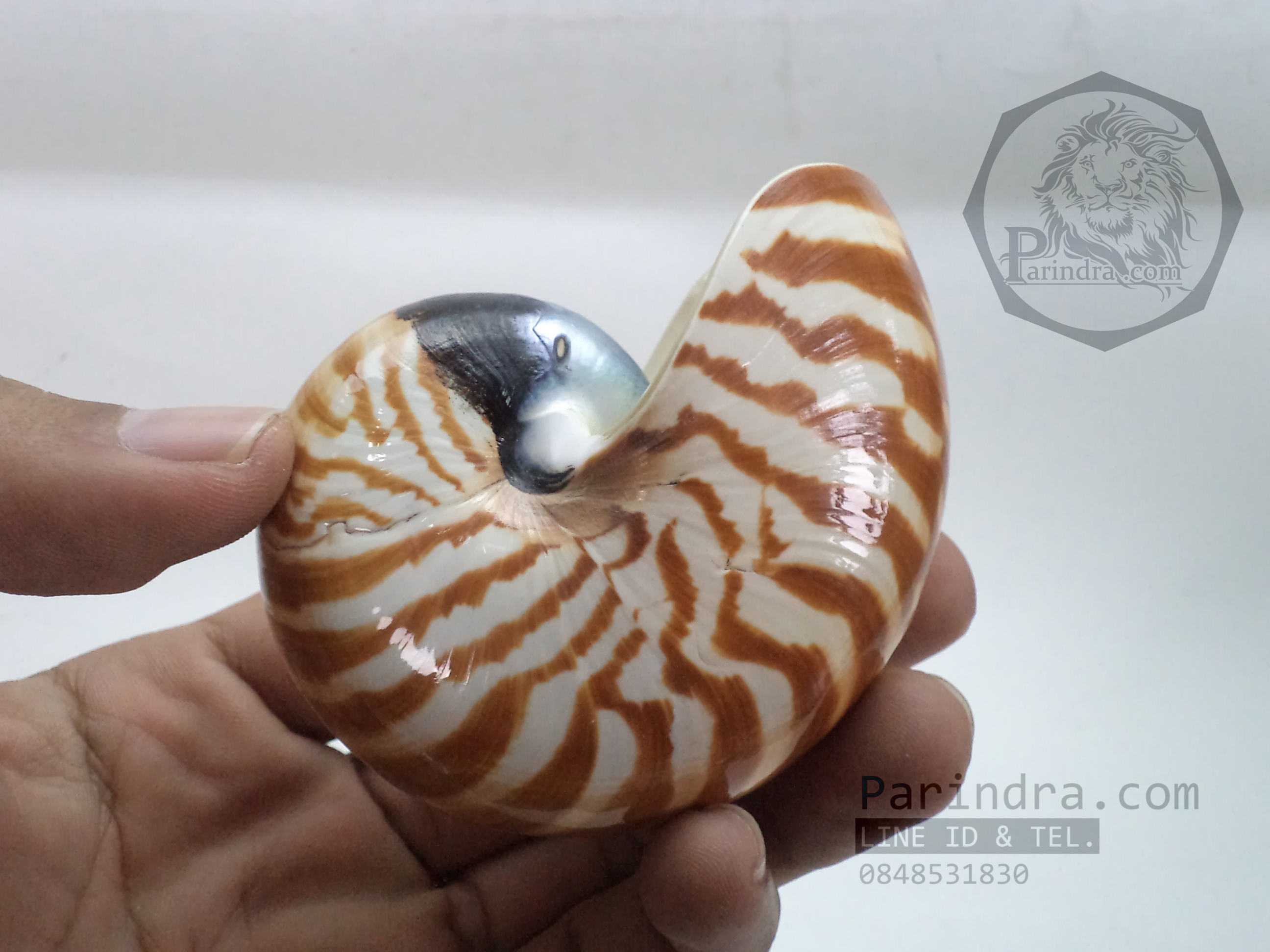 เปลือกหอย นอติลุส หอยงวงช้าง ขนาดเล็ก ขนาด 3 นิ้ว ผิวสีธรรมชาติ 005