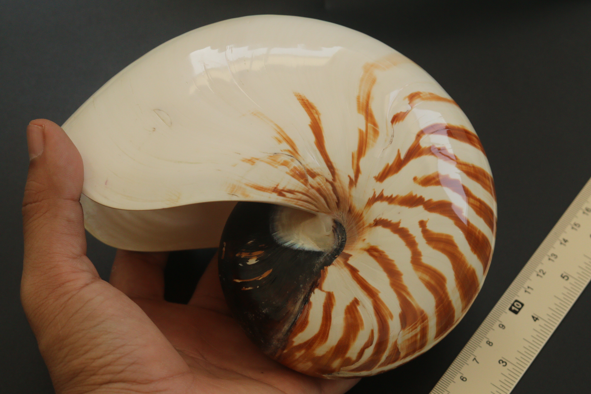 เปลือกหอยงวงช้าง นอติลุส Nautilus pompilus ขนาด 7 นิ้ว #002
