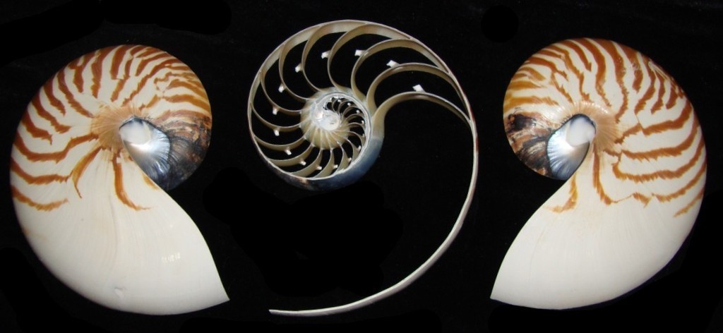 ขายเปลือกหอยงวงช้าง นอติลุสแบบผ่าข้าง ขนาดกลาง Nautilus Pompilus หอยหายาก