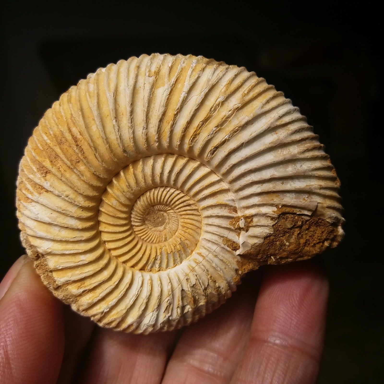 ฟอสซิลหอยแอมโมไนท์ (Perisphinctes virguloides) Fossil จากประเทศ Madagascar #AM038