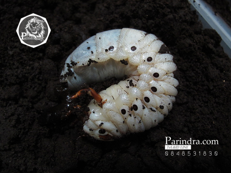 ขายตัวอ่อนหนอนด้วงช้างมาร์(Megasoma Mars) ระยะ L3 น้ำหนัก 75.4 กรัม