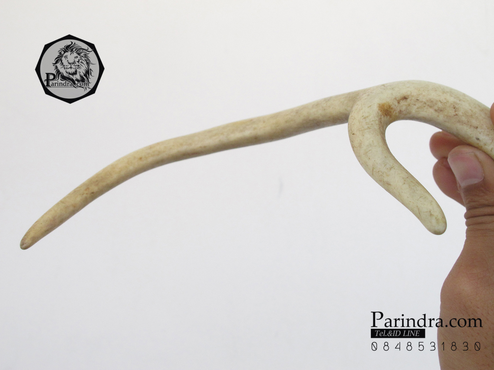 เขากวาง โค้งเว้าได้สัดส่วน หายากสภาพสมบูรณ์ ขนาด 8 นิ้ว