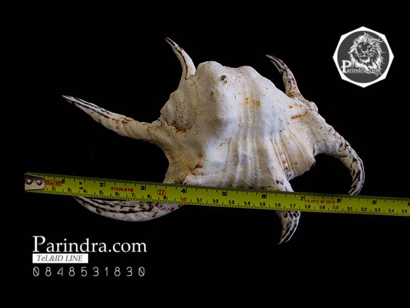 ขายเปลือกหอยจักรนารายณ์ Lambis chiragra สภาพสมบูรณ์ ขนาดใหญ่ 9 นิ้ว #LC003