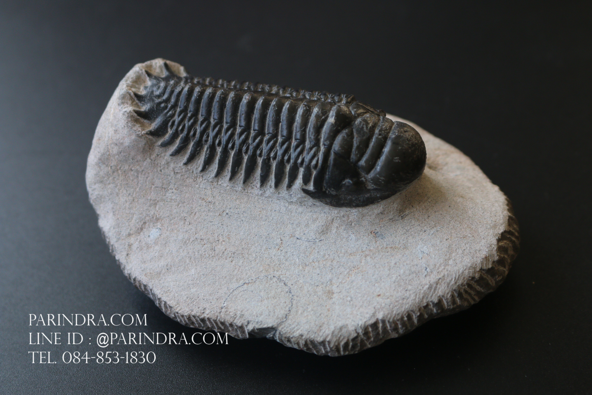 ฟอสซิล Trilobite Crotalocephalus gibbus, Morocco #TLB008