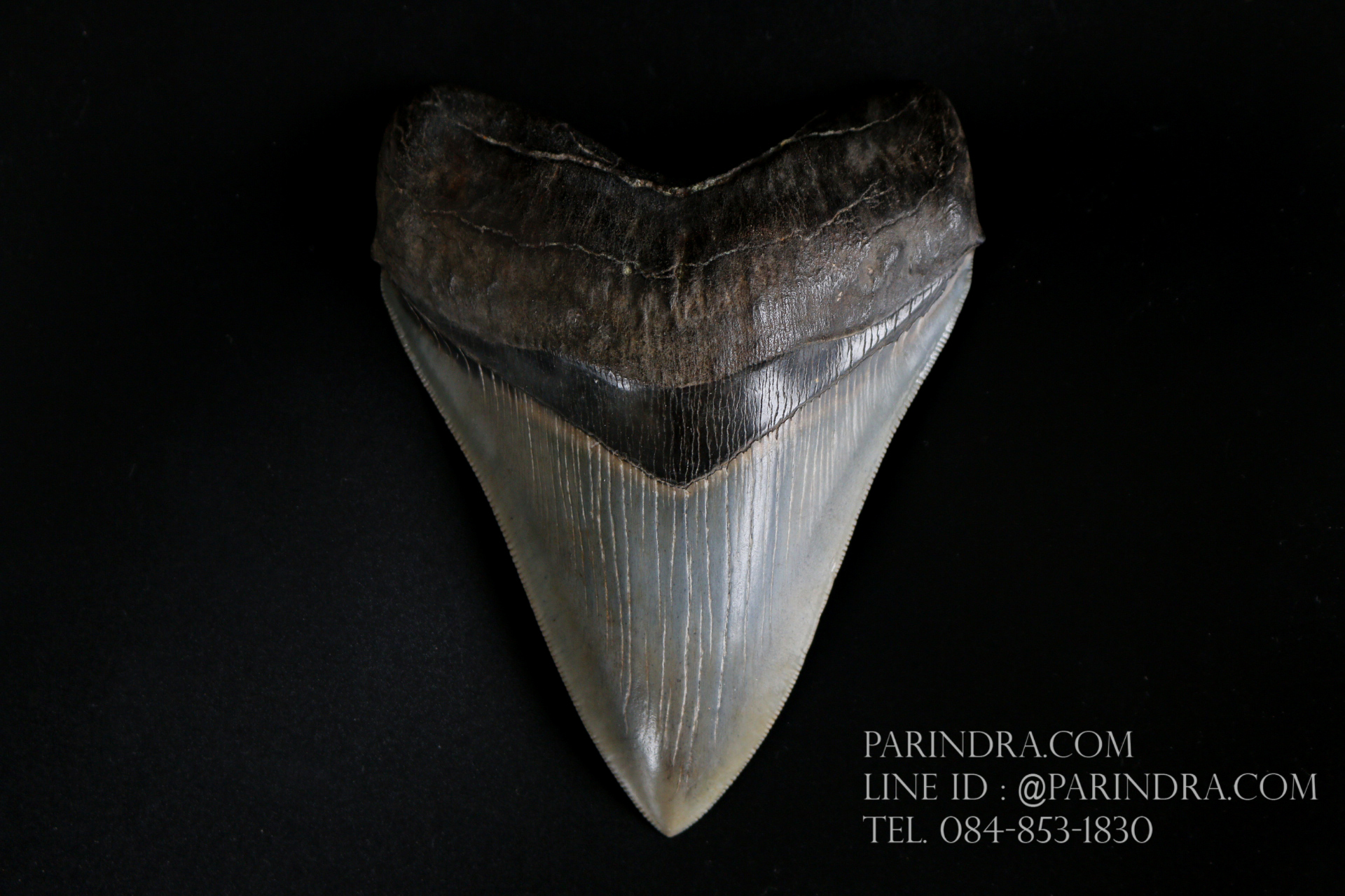 ฟันฉลามยักษ์เมกาโลดอน Megalodon 4.9" เกรด A ระดับโชว์ในพิพิธภัณฑ์ #MGT007