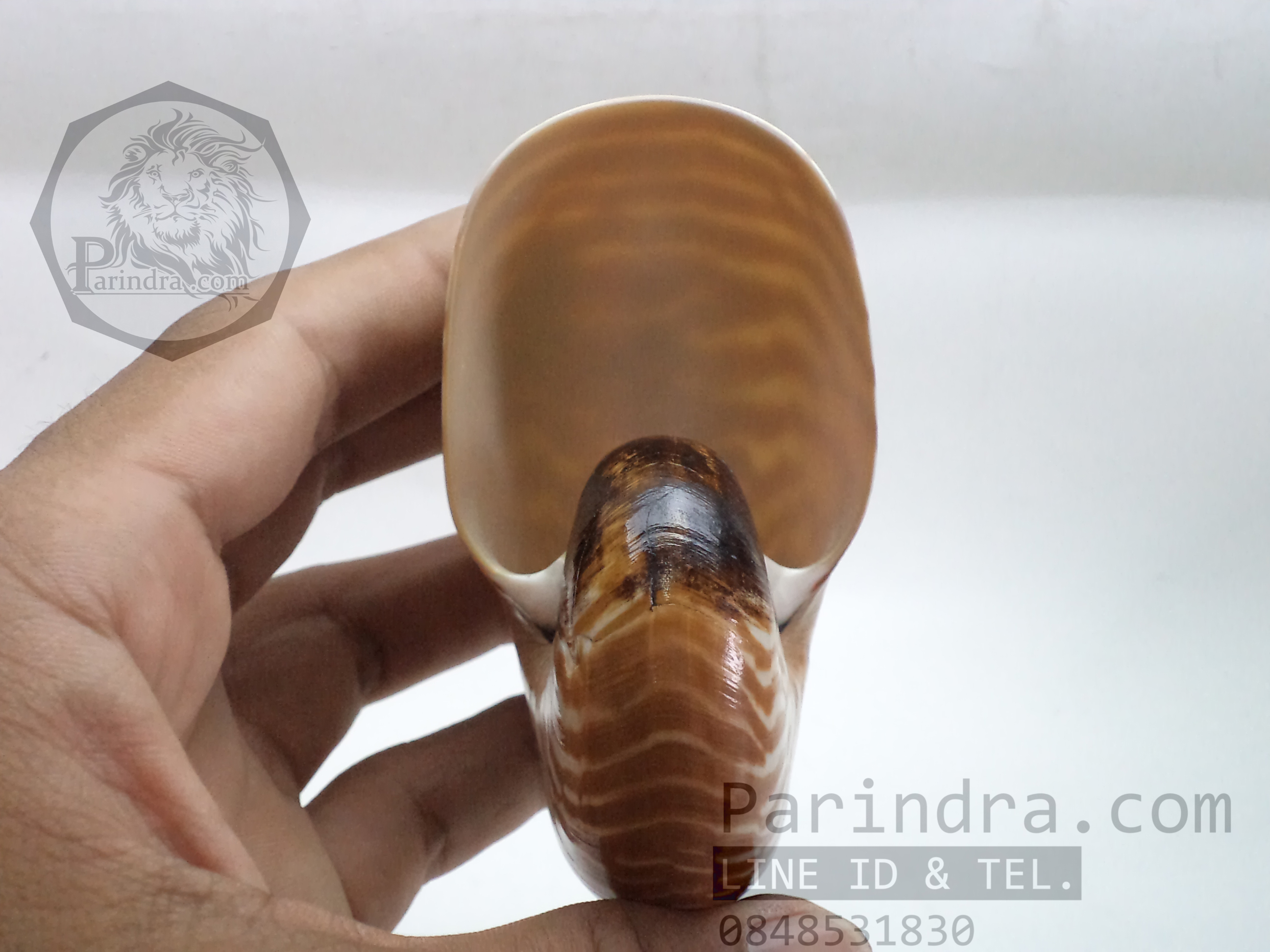 เปลือกหอย นอติลุส หอยงวงช้าง ขนาดเล็ก ขนาดประมาณ 3 นิ้ว ผิวสีธรรมชาติ