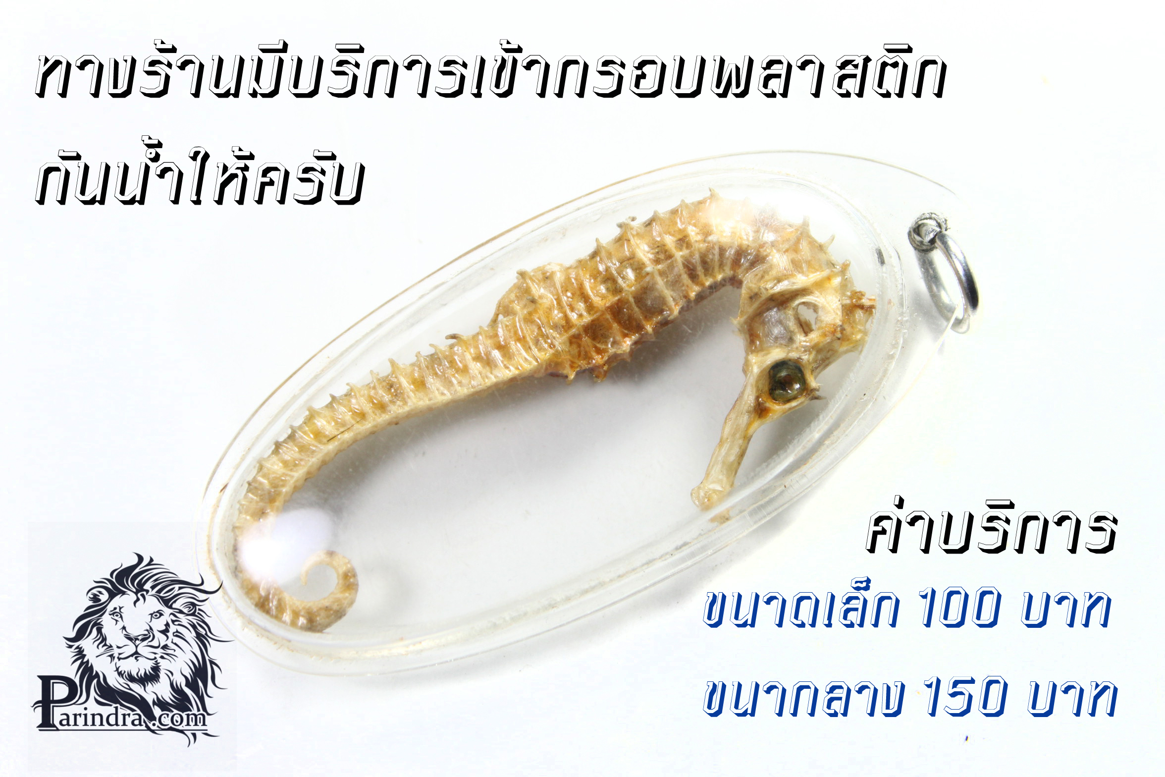 ม้าน้ำตากแห้ง สำหรับเป็นของที่ระลึกหรือพวงกุญแจ 033