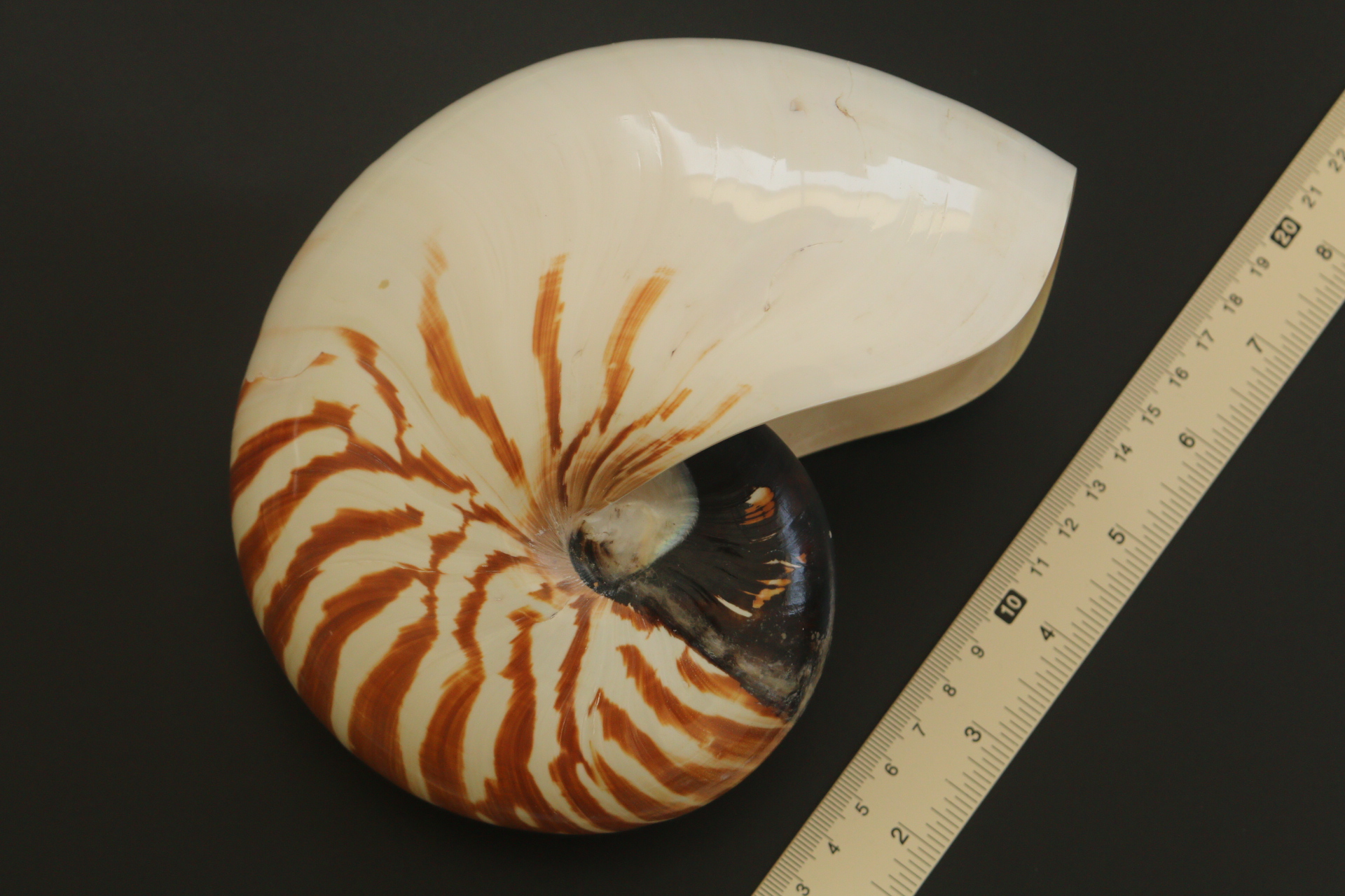 เปลือกหอยงวงช้าง นอติลุส Nautilus pompilus ขนาด 7 นิ้ว #002