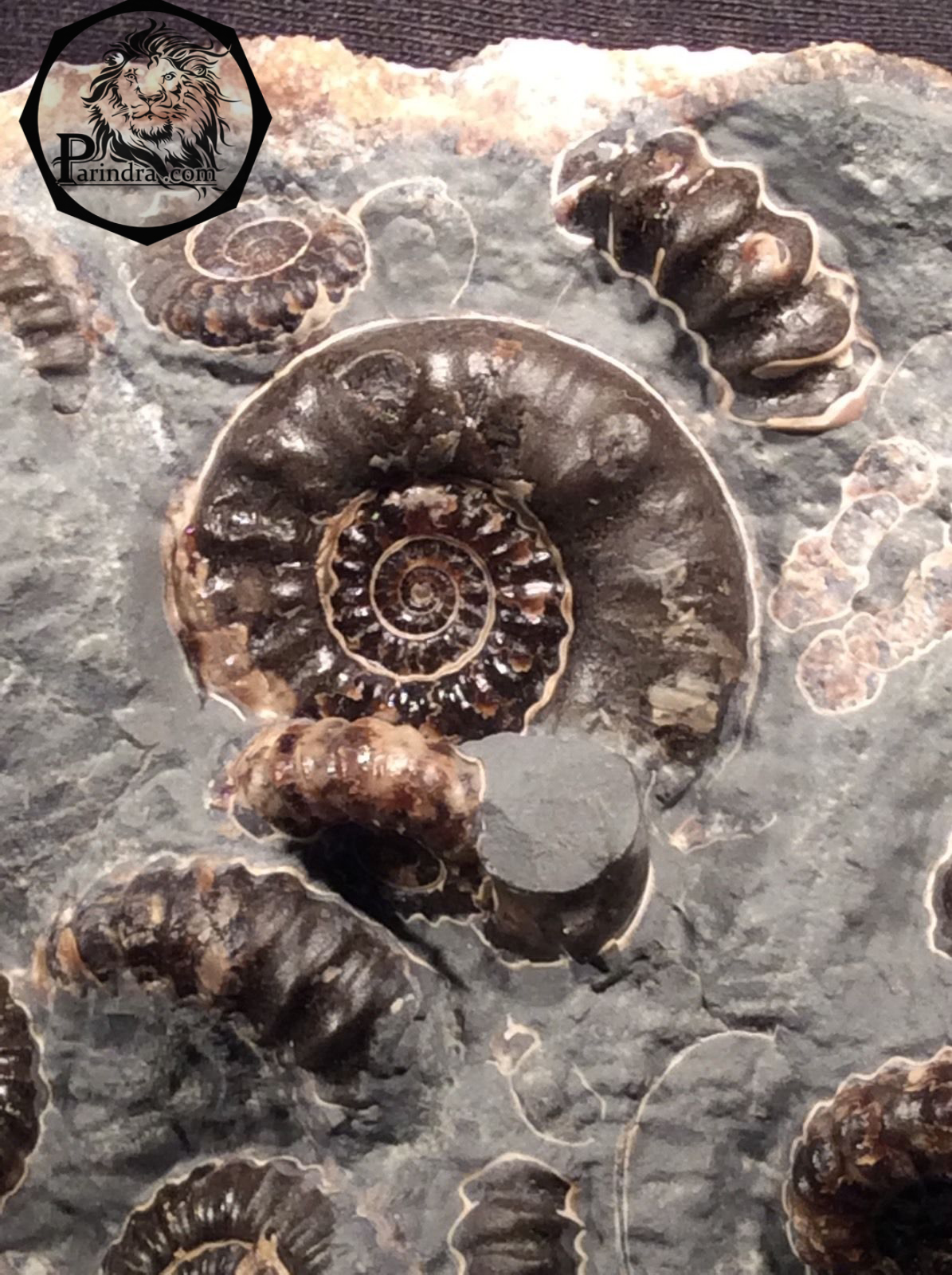 ฟอสซิลหอย Ammonite Promicroceras และ Xipheroceras- จากหาด Charmouth UK #AM007