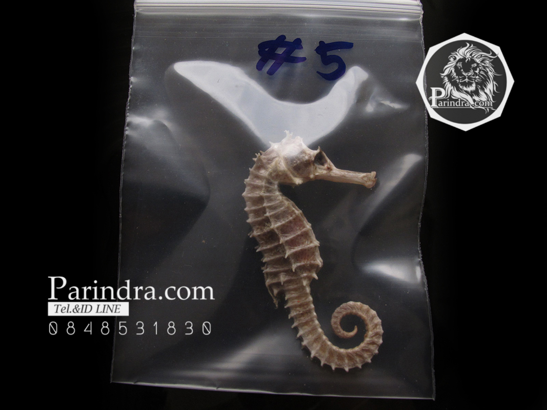 ม้าน้ำตากแห้ง สำหรับเป็นของที่ระลึกหรือพวงกุญแจ 031