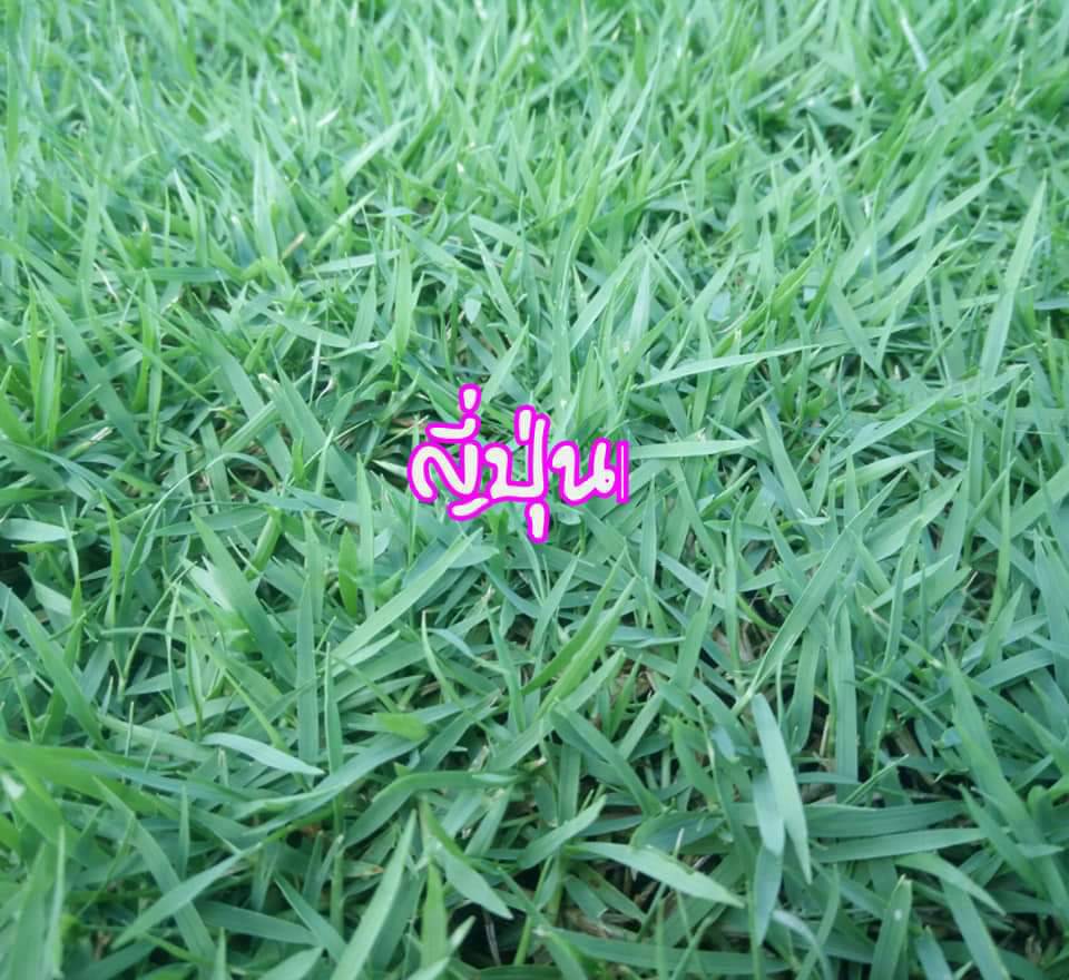 หญ้าญี่ปุ่น