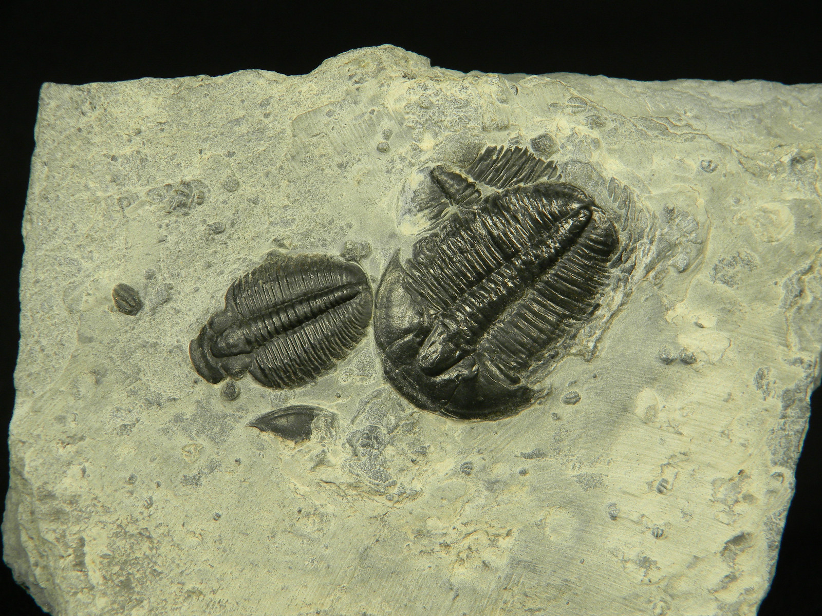 ฟอสซิล Trilobite จากรัฐ Utah USA T3 #TLB004
