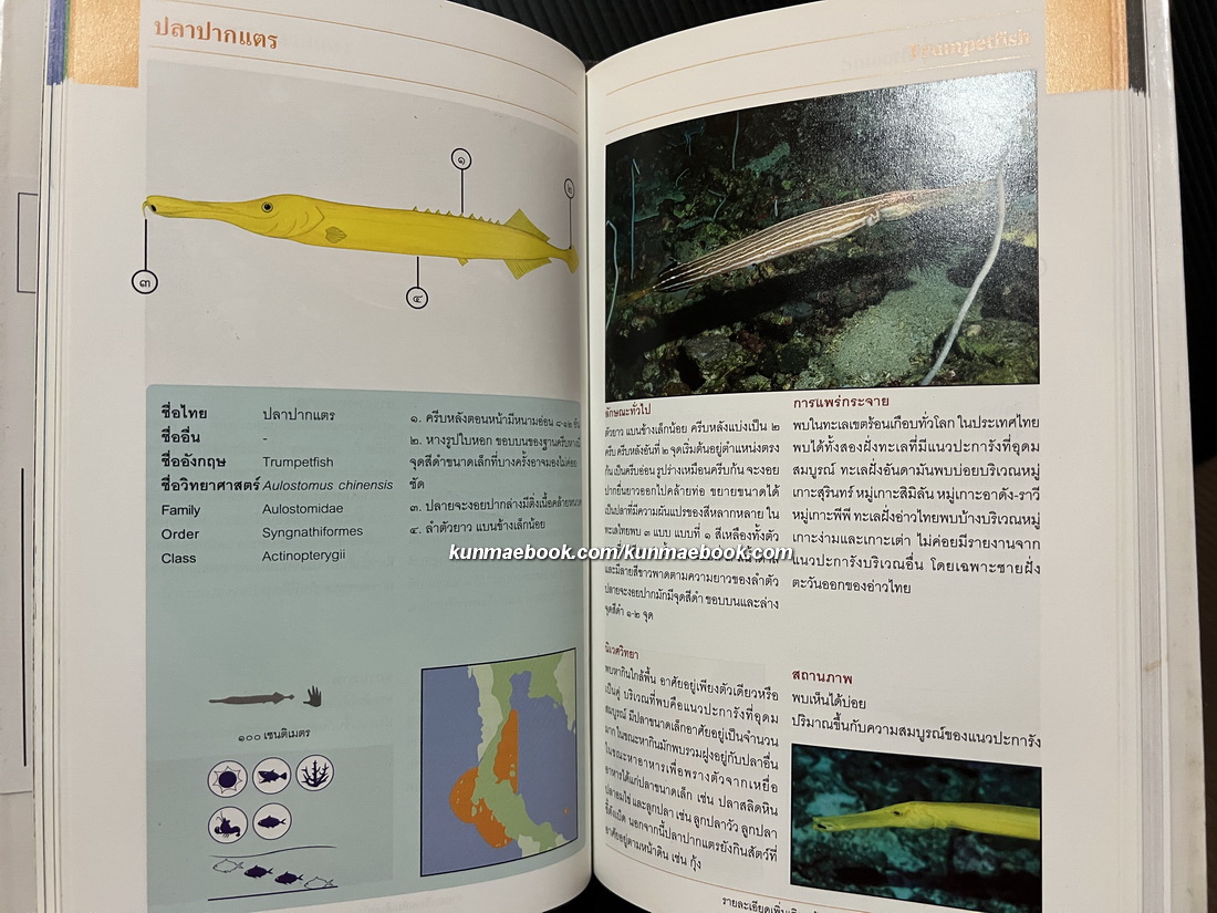 ปลาทะเลไทย เล่ม ๑ ( พร้อม CD ) โดย ธรณ์ ธำรงนาวาสวัสดิ์ และคณะ