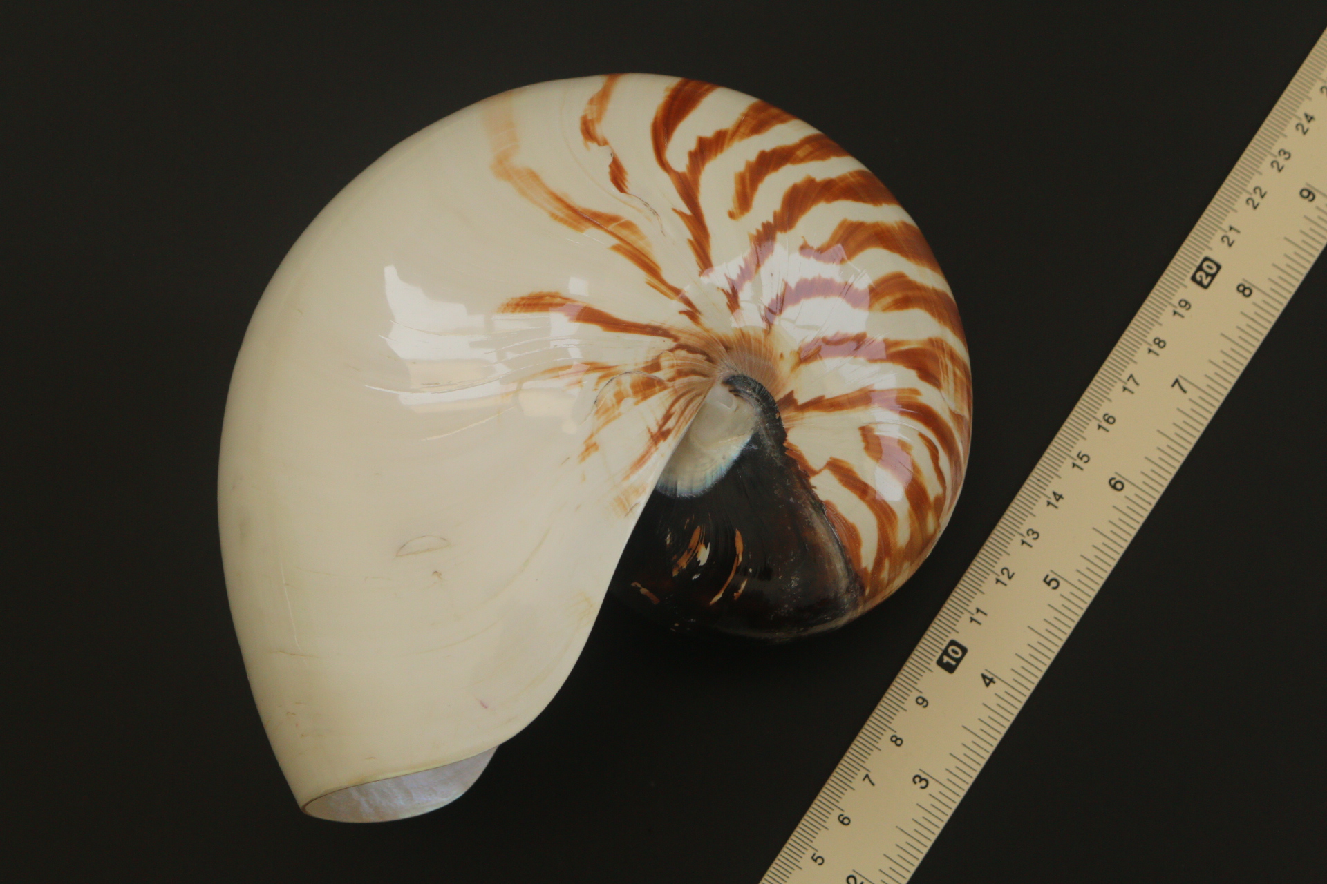 เปลือกหอยงวงช้าง นอติลุส Nautilus pompilus ขนาด 7 นิ้ว #002