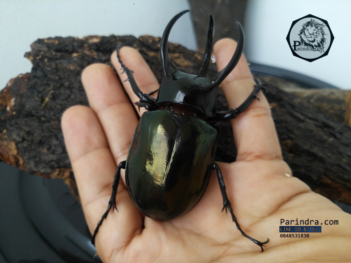 ด้วงกว่างตัวเต็มวัย Chalcosoma atlas (WD) ตัวป่าพม่าขนาด 85 mm.