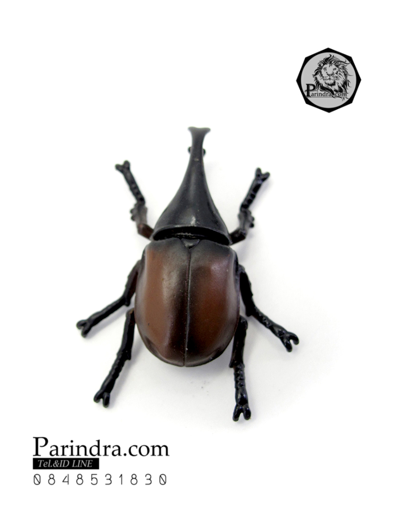 โมเดลด้วง