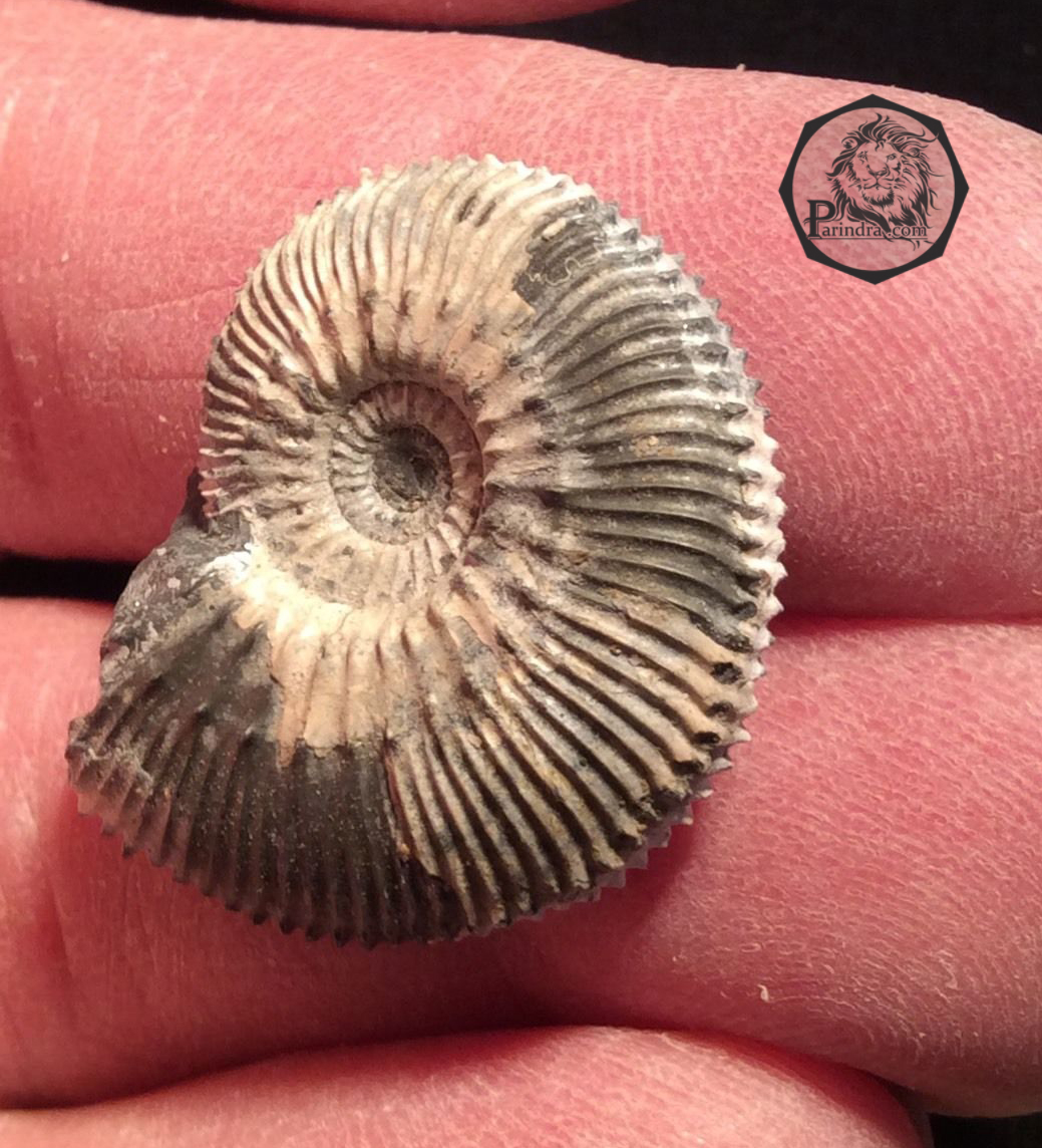 ฟอสซิลหอย Ammonite Kosmoceras Jason (หายาก) - จาก Ashton Keynes - UK #AM008 (จองแล้ว)