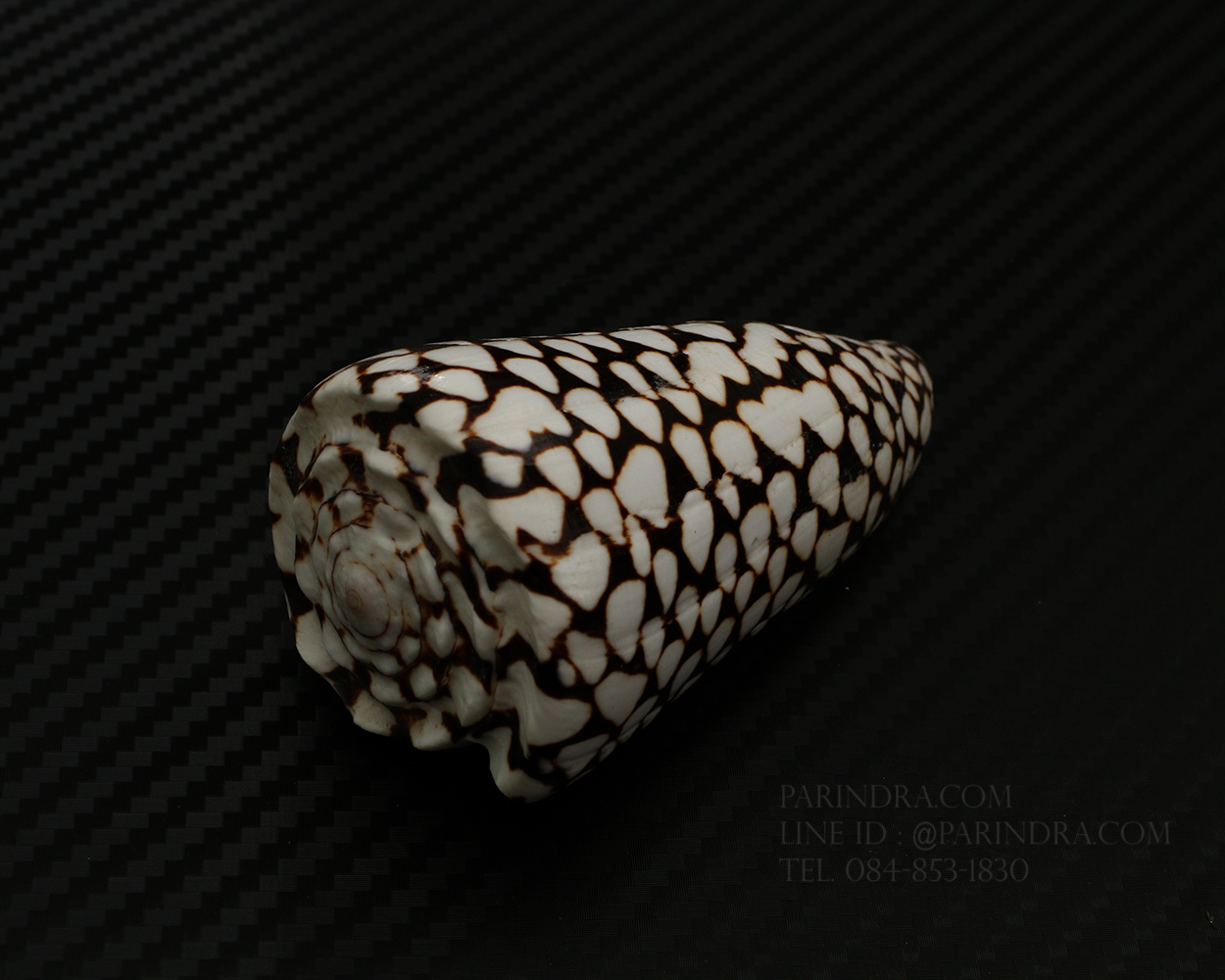 เปลือกหอยเต้าปูนลายจุด #Conus marmoreus ขนาดประมาณ 3 นิ้ว