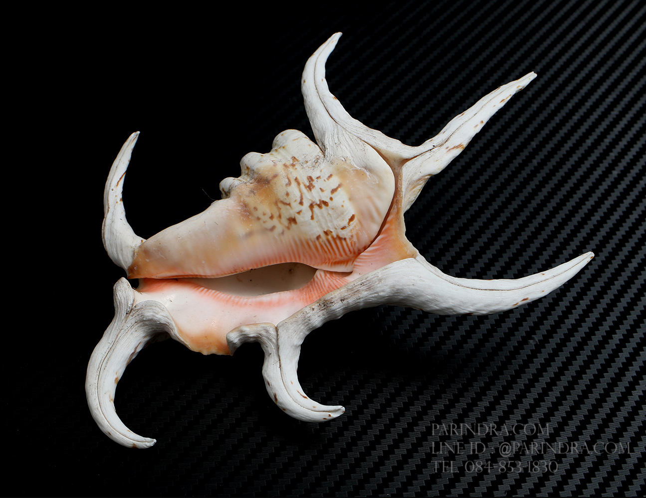 เปลือกหอยจักรนารายณ์ Lambis chiragra #LC008