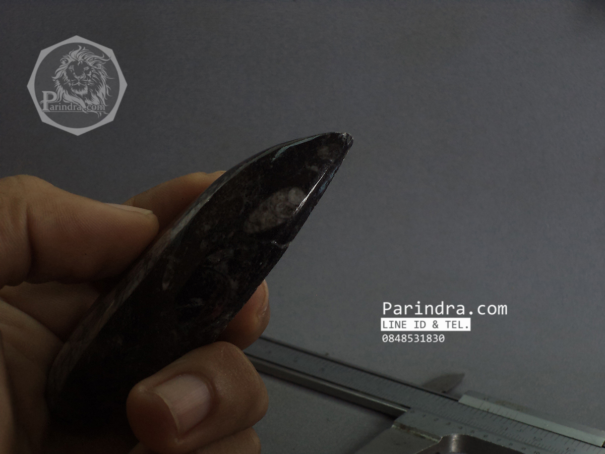 ฟอสซิล Nautiloid ออโทเซอรัส (Orthoceras sp.) - จาก Morocco #OT003