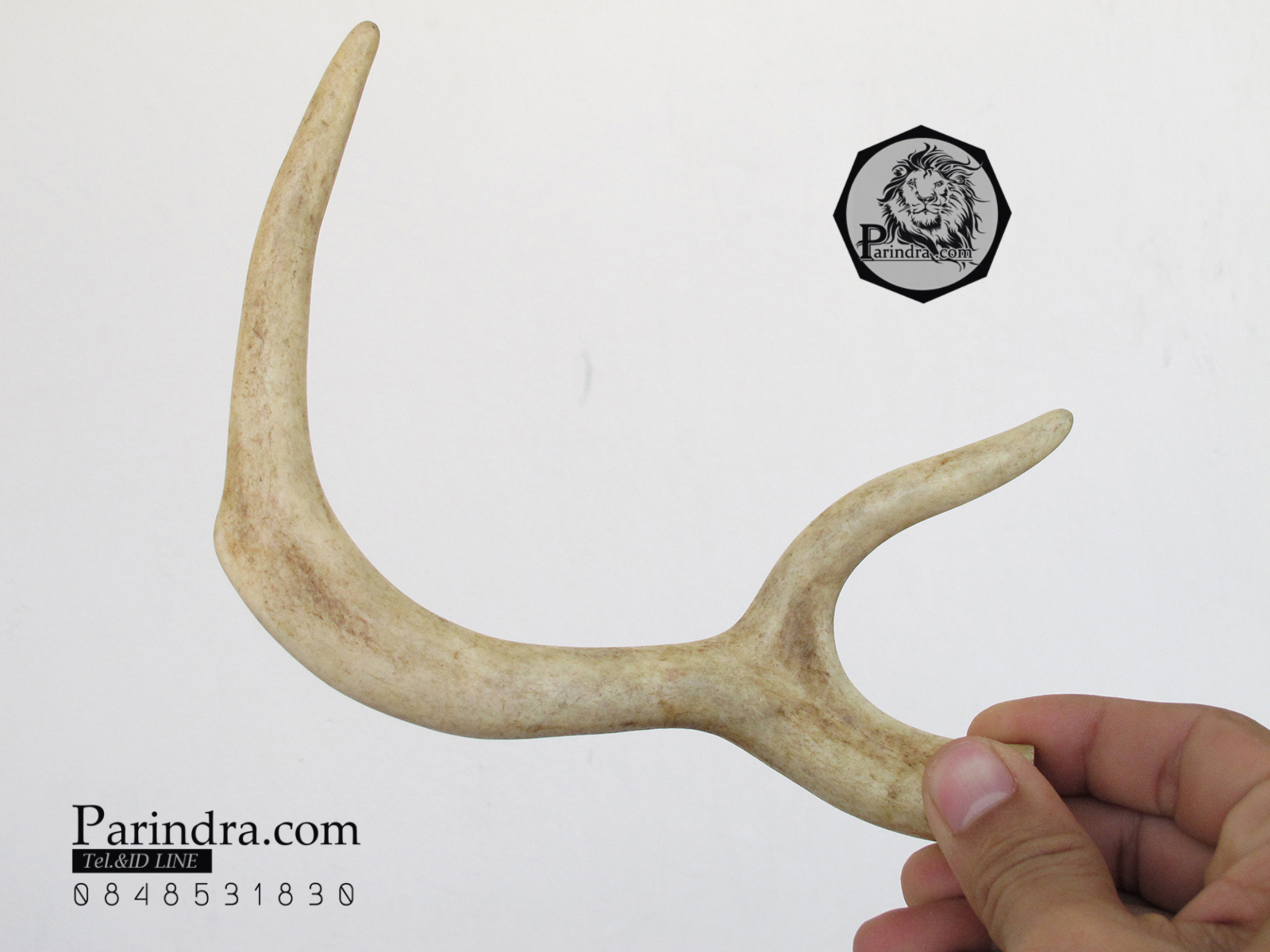 เขากวาง โค้งเว้าได้สัดส่วน หายากสภาพสมบูรณ์ ขนาด 8 นิ้ว