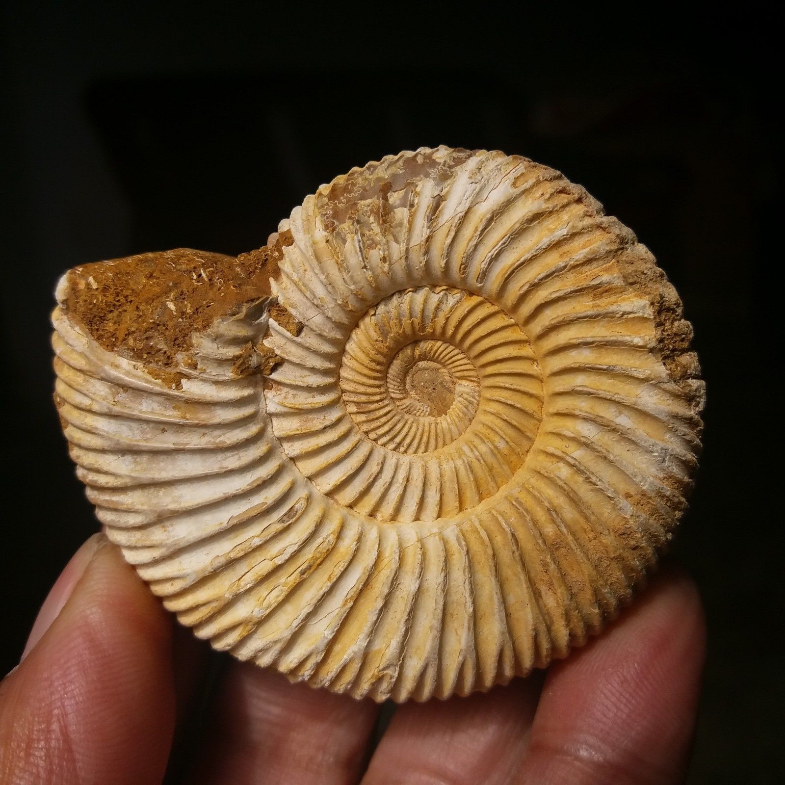 ฟอสซิลหอยแอมโมไนท์ (Perisphinctes virguloides) Fossil จากประเทศ Madagascar #AM038