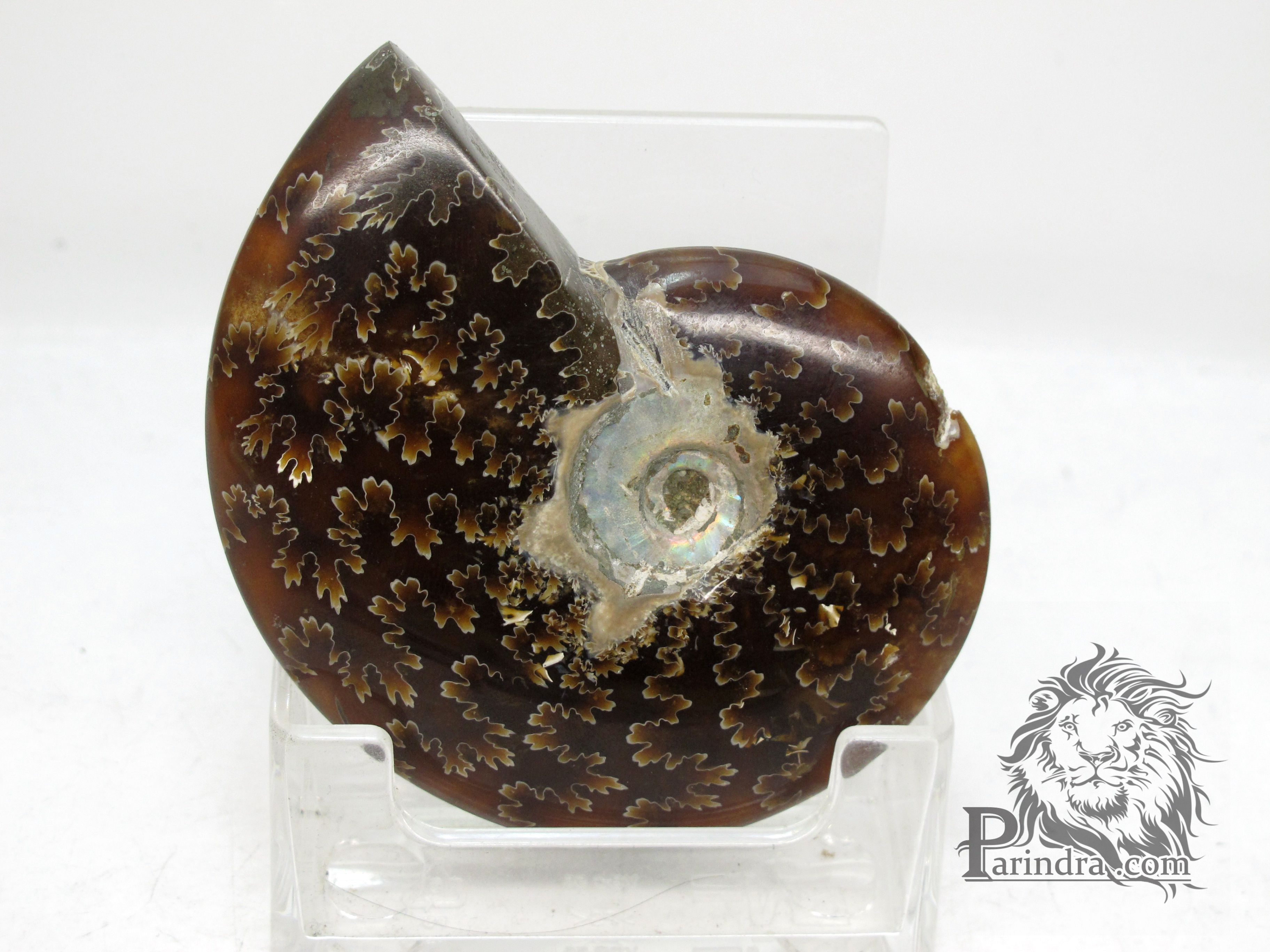 ฟอสซิล Ammonite (Cleoniceras besairiei) Fossil คัดสวยพิเศษ #AM020