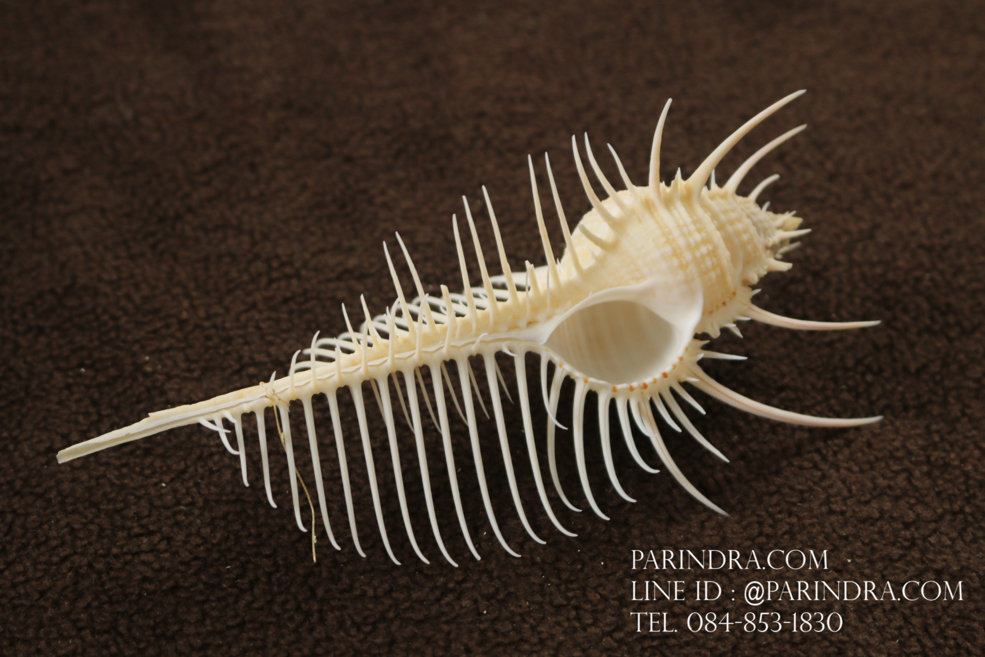 หอยสังข์หวี หอยสังข์หนาม (Murex pecten) ขนาด 5 นิ้ว #MUREX007