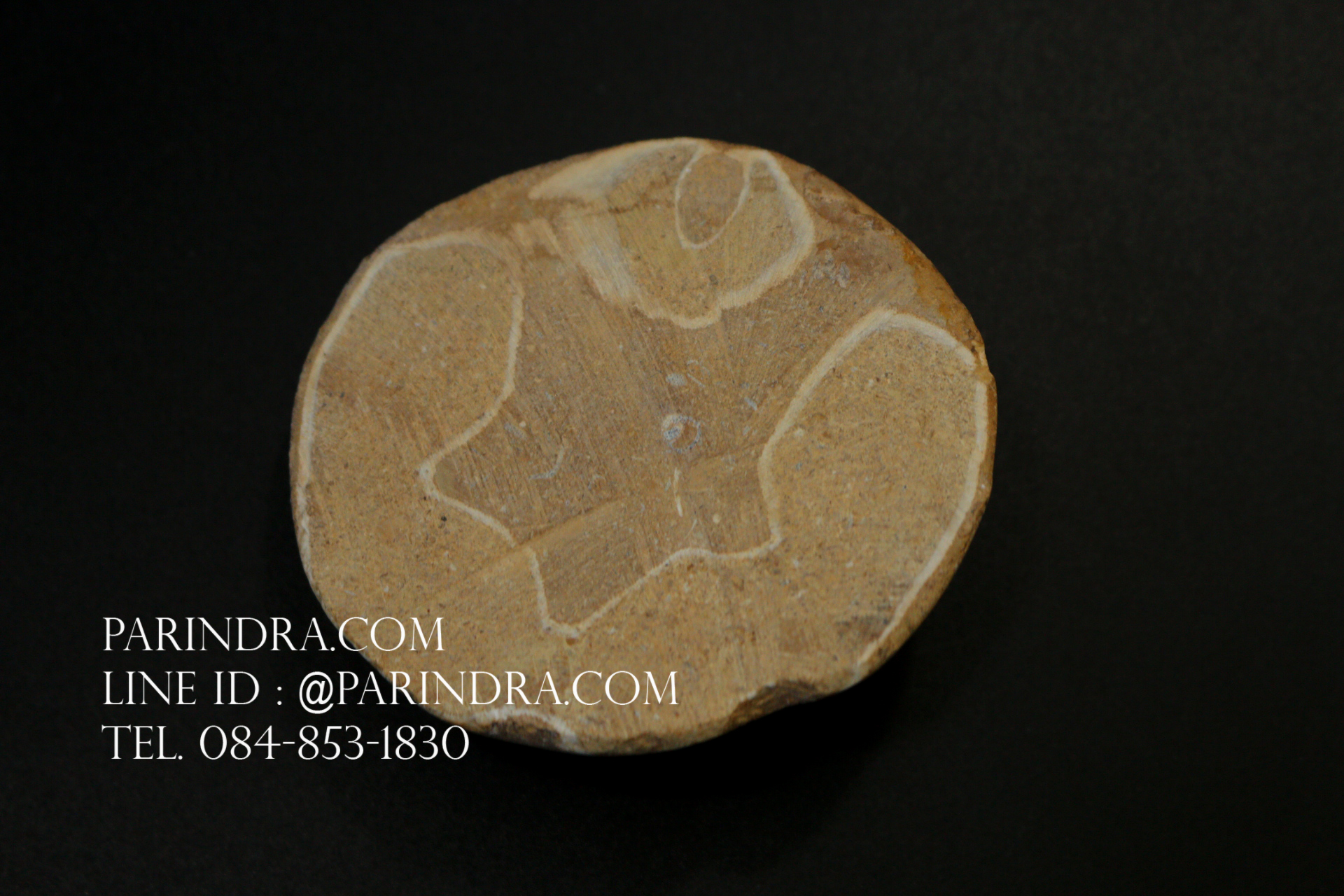 ฟอสซิล Sand Dollar FOSSIL Echinoid จาก Madagascar #SDF001