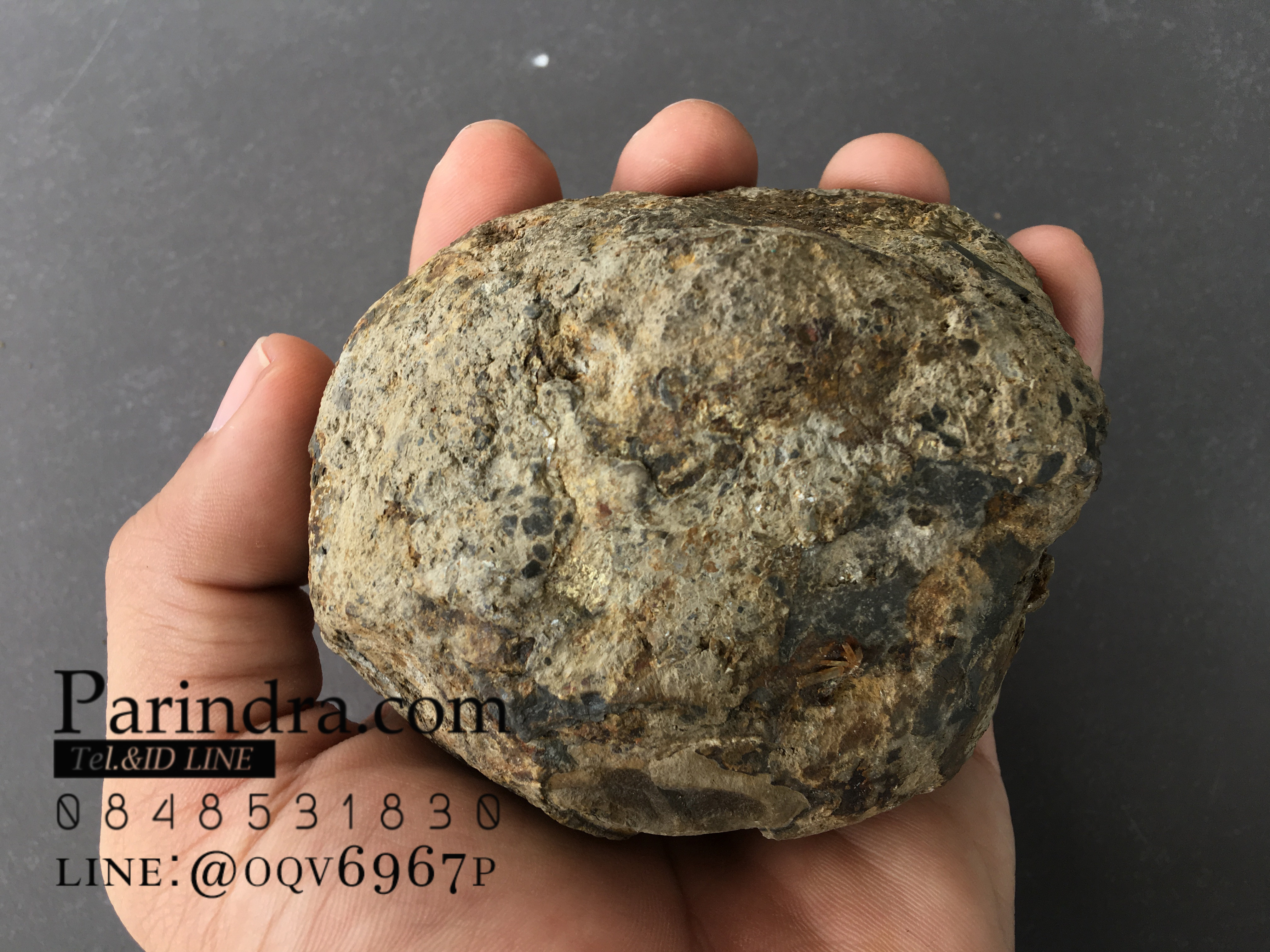 ฟอสซิล แอมโมไนต์ Ammonite Dactylioceras commune Whitby UK #AM037