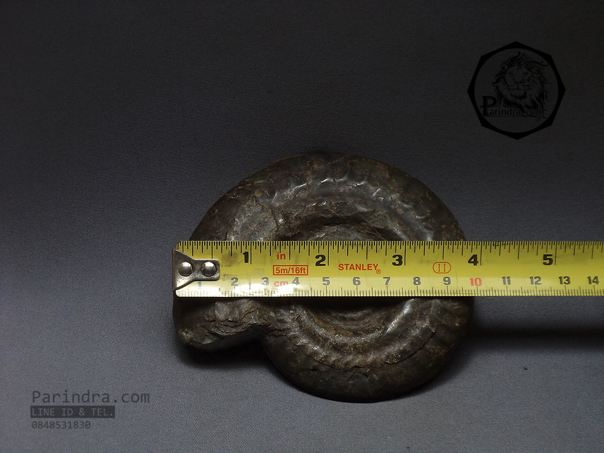 ฟอสซิลหอย Ammonite (Hildoceras bifrons) Whitby Fossil UK #AM029