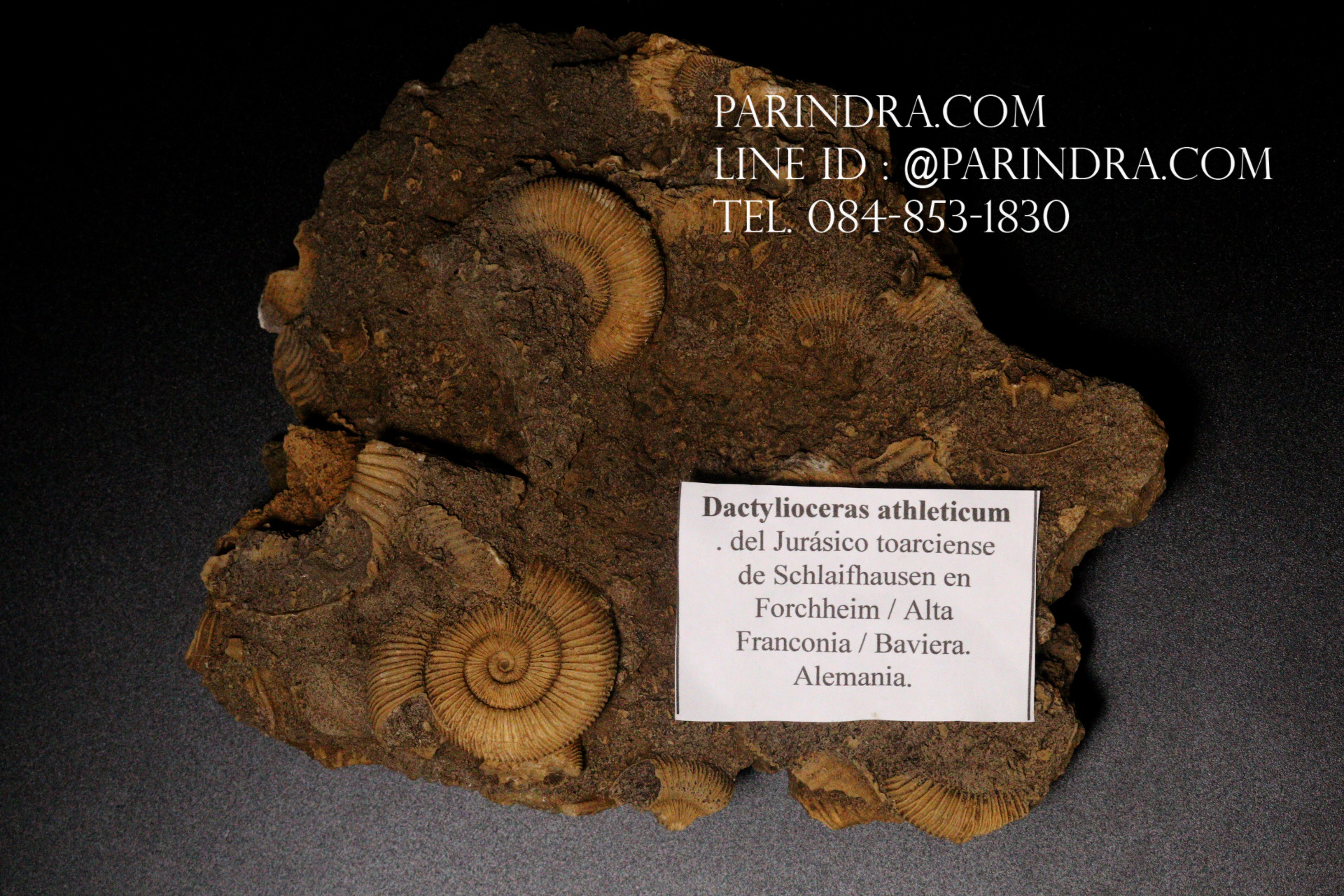 ฟอสซิล แอมโมไนต์ Ammonite Dactylioceras Athleticum - จาก Upper Franconia / Bavaria. Germany. #AM036