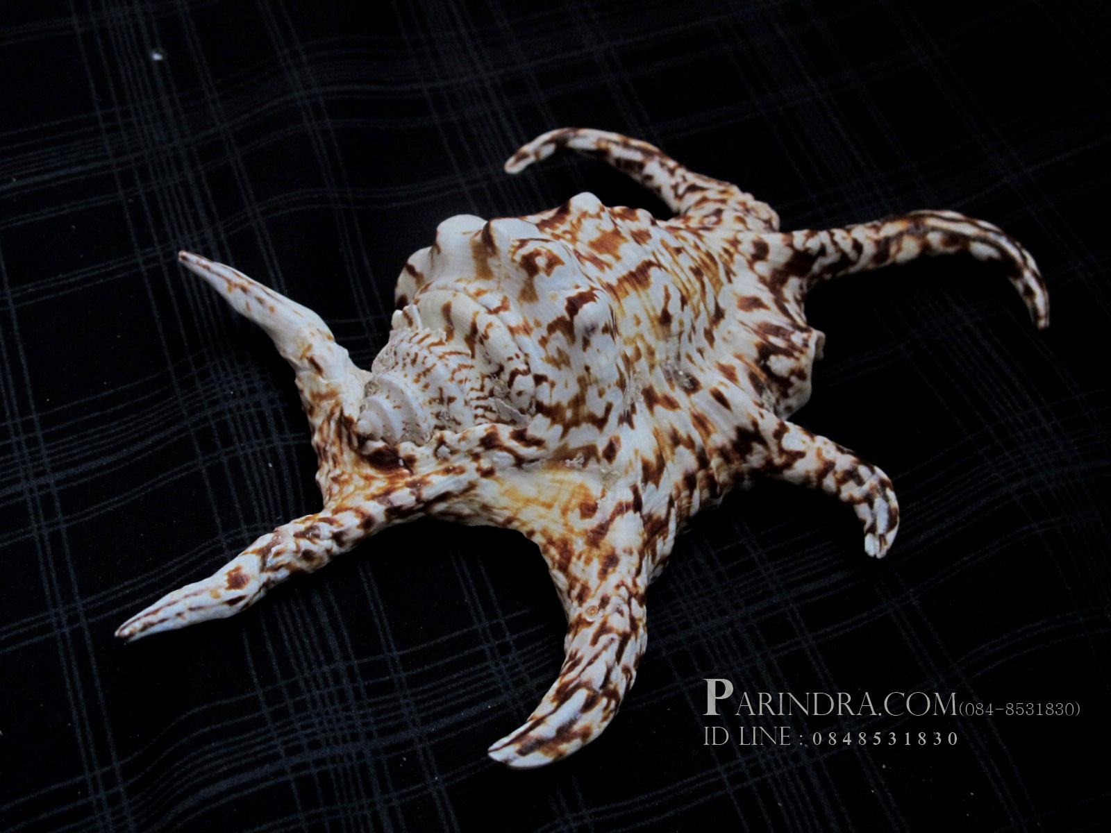 ขายเปลือกหอยจักรนารายณ์ขนาดเล็ก สวยๆ แต่งร้าน ตั้งโต๊ะทำงาน